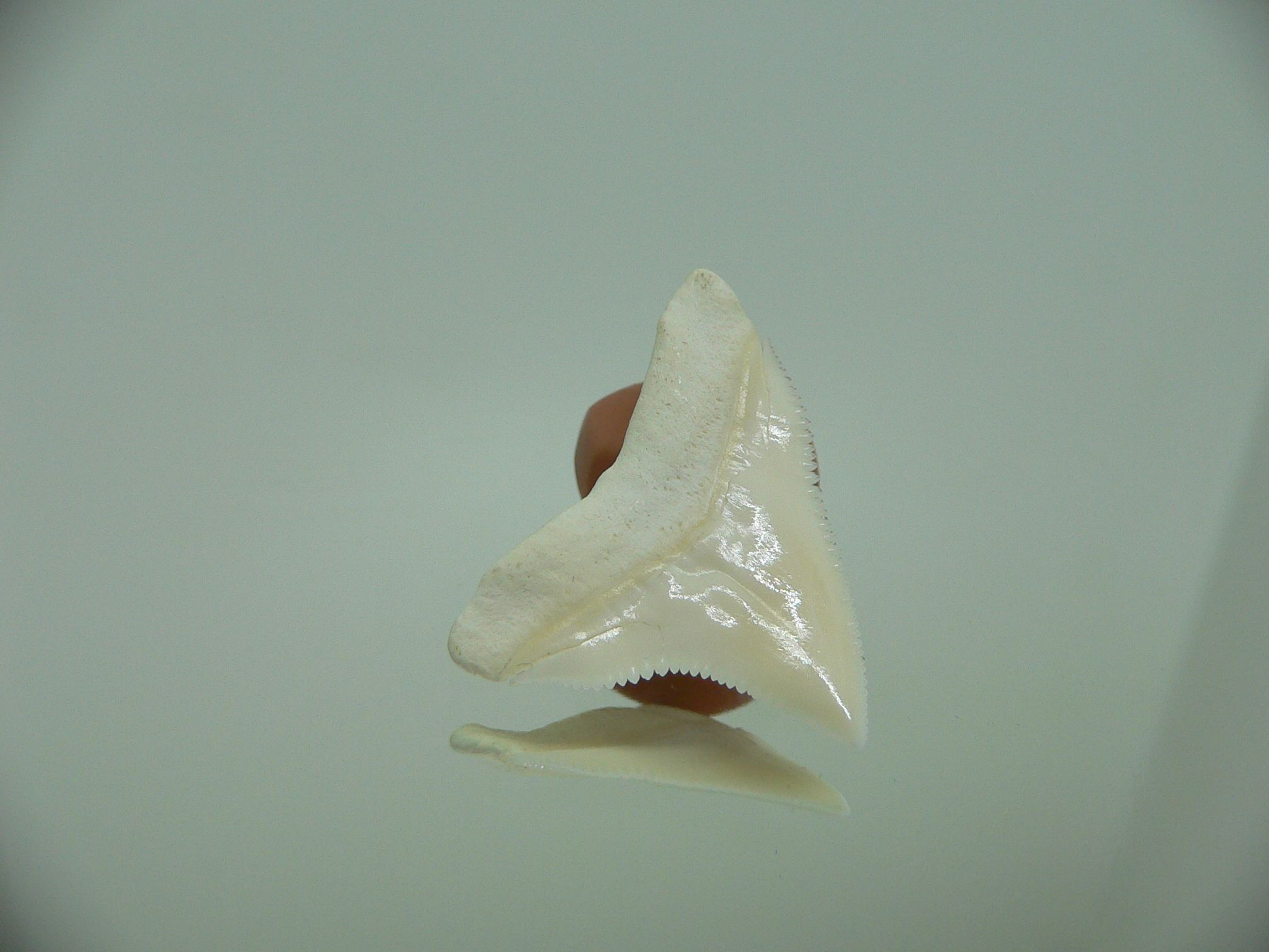 Carcharhinus leucas Зуб БЫЧЬЕЙ акулы