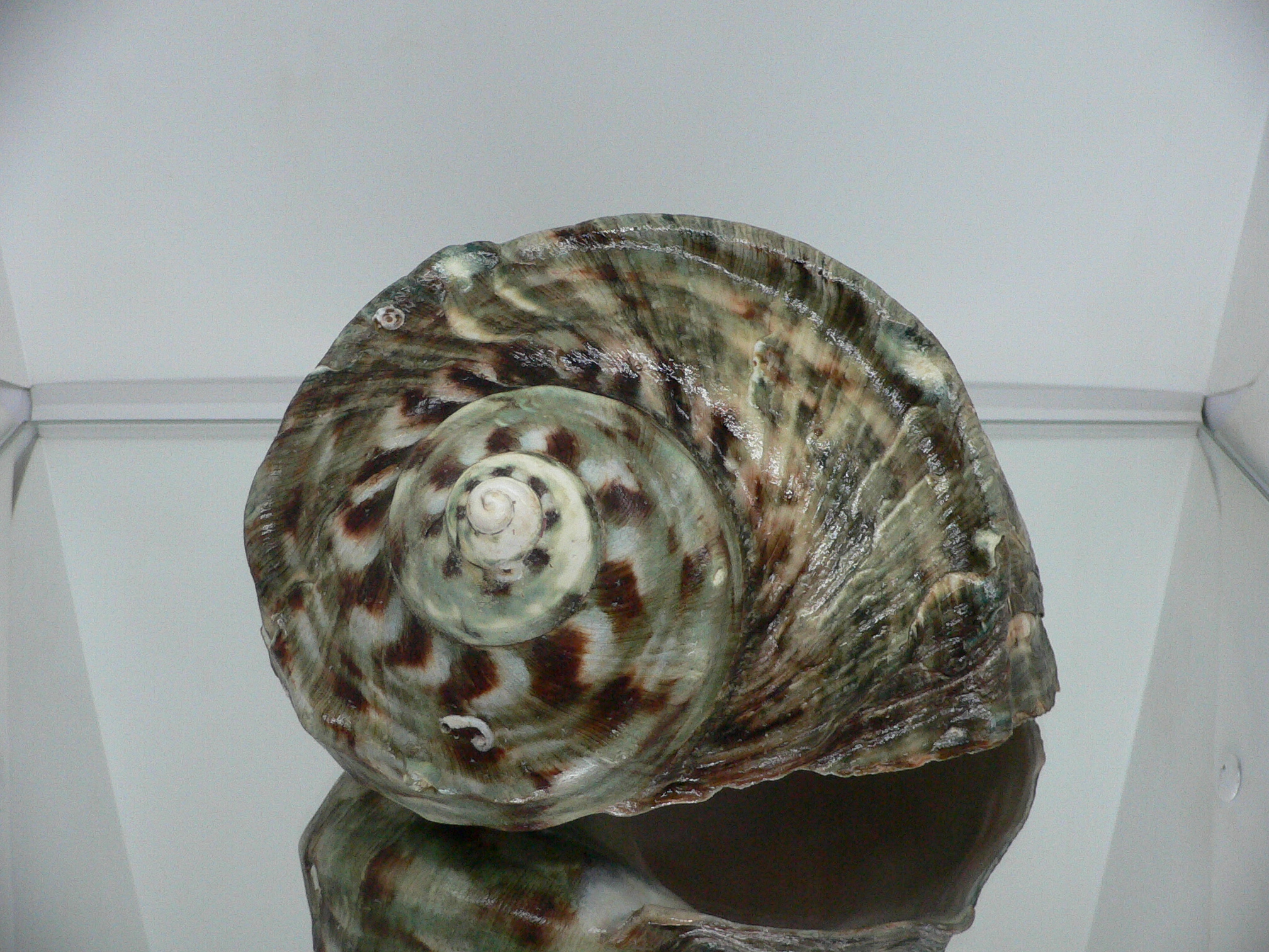 Turbo marmoratus BIG MONSTER