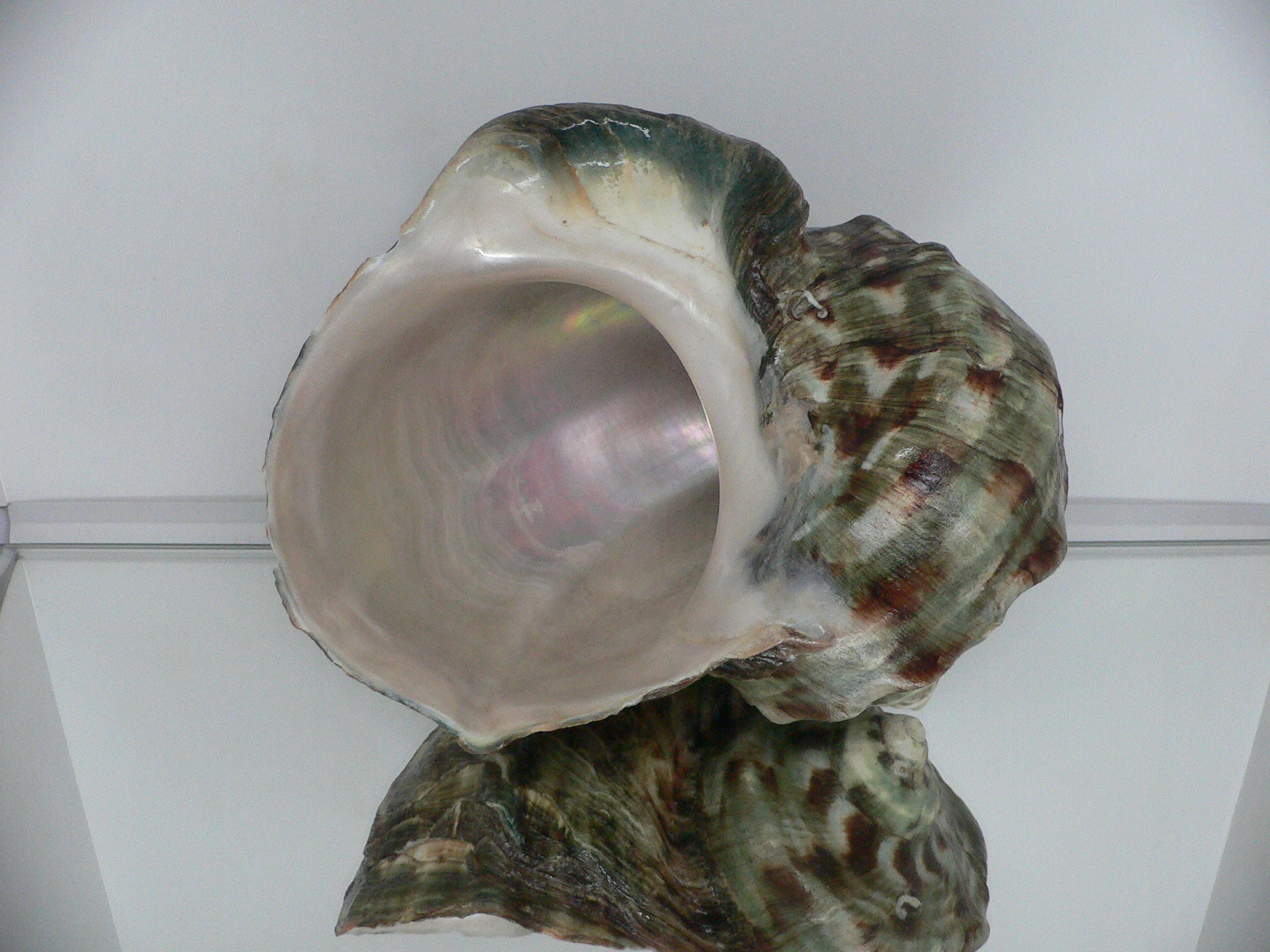 Turbo marmoratus BIG MONSTER