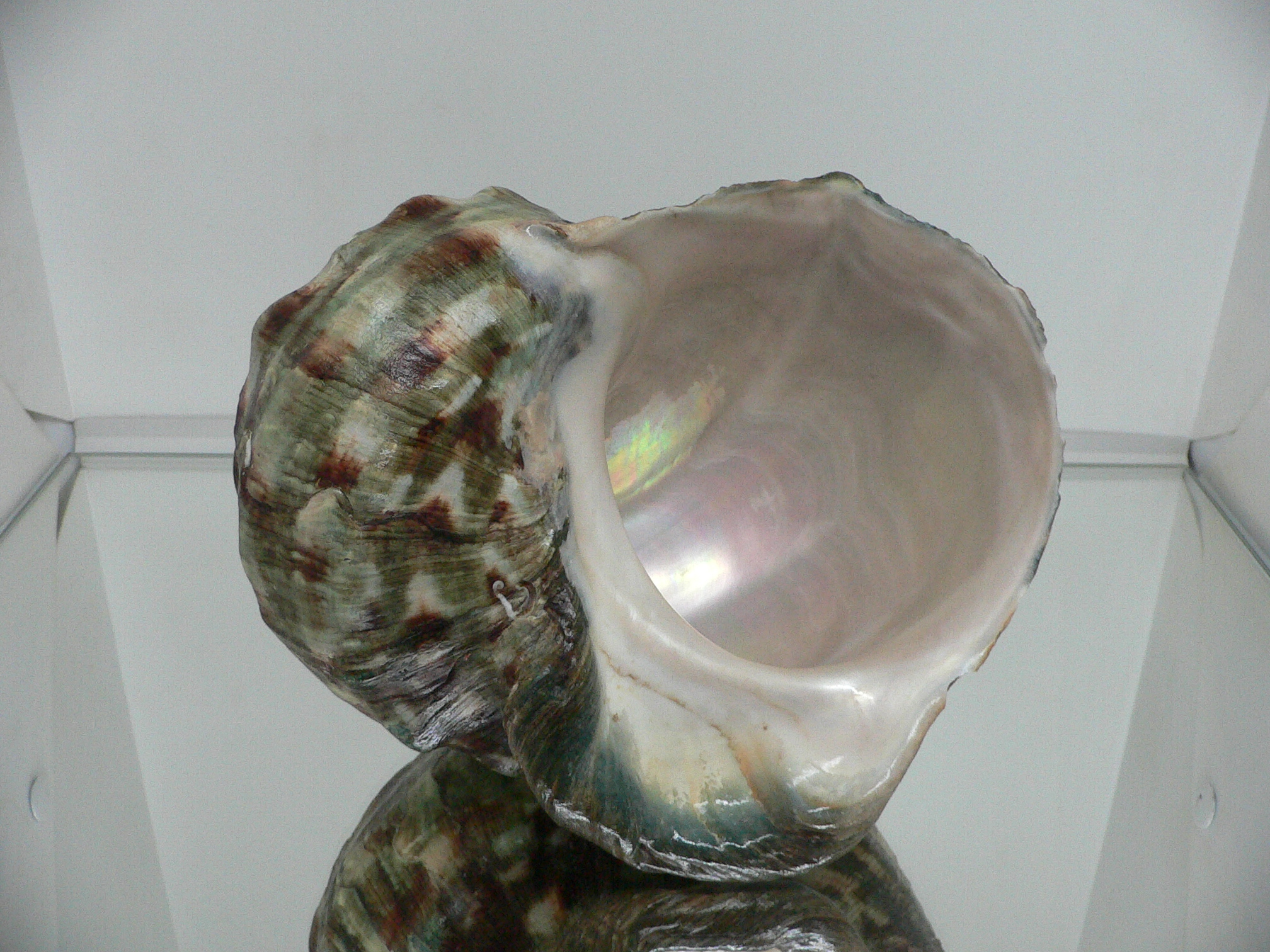 Turbo marmoratus BIG MONSTER