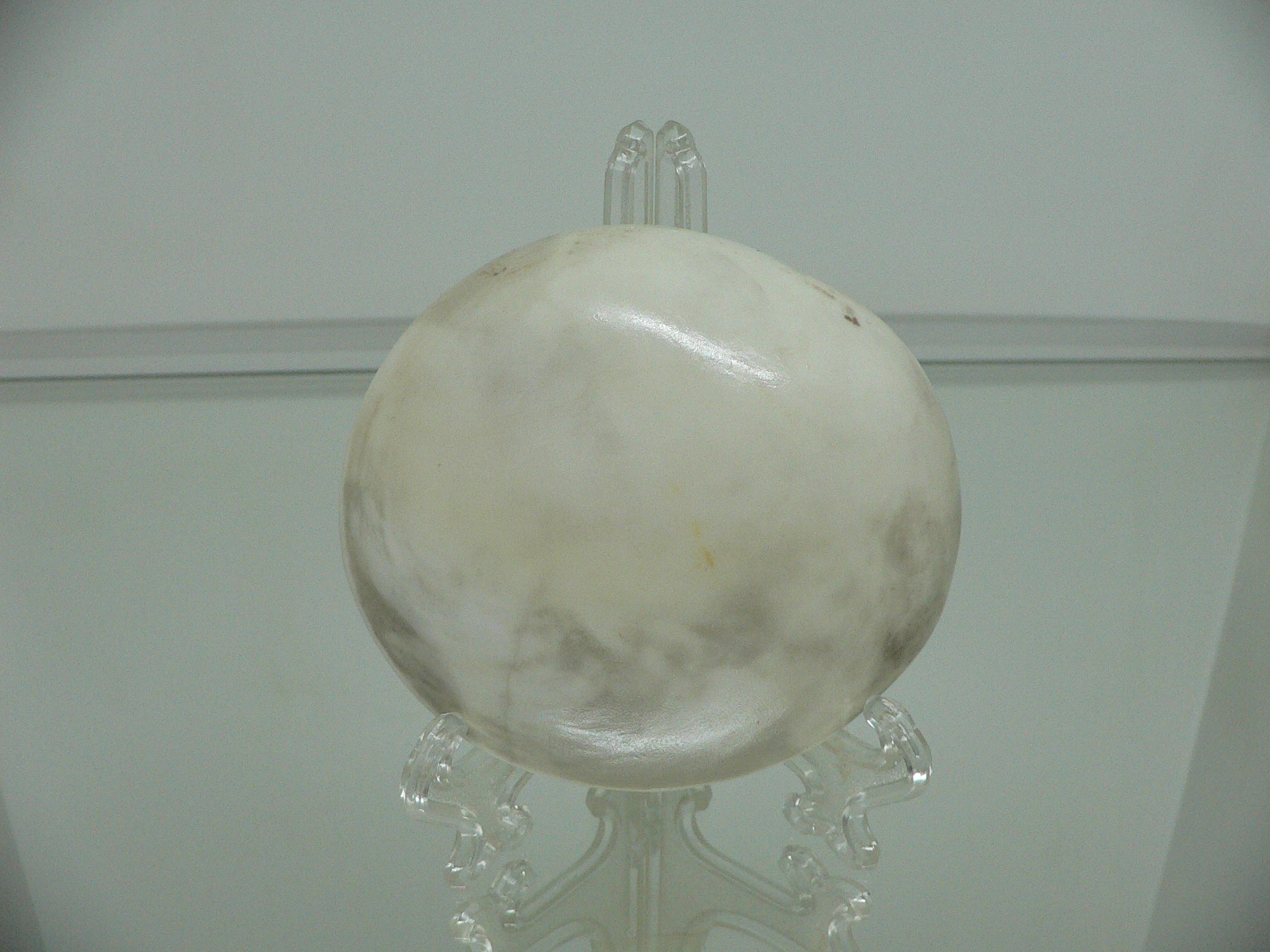 Turbo marmoratus BIG MONSTER