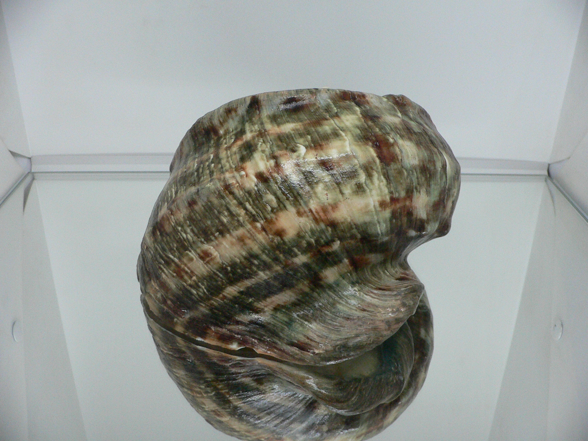 Turbo marmoratus BIG MONSTER