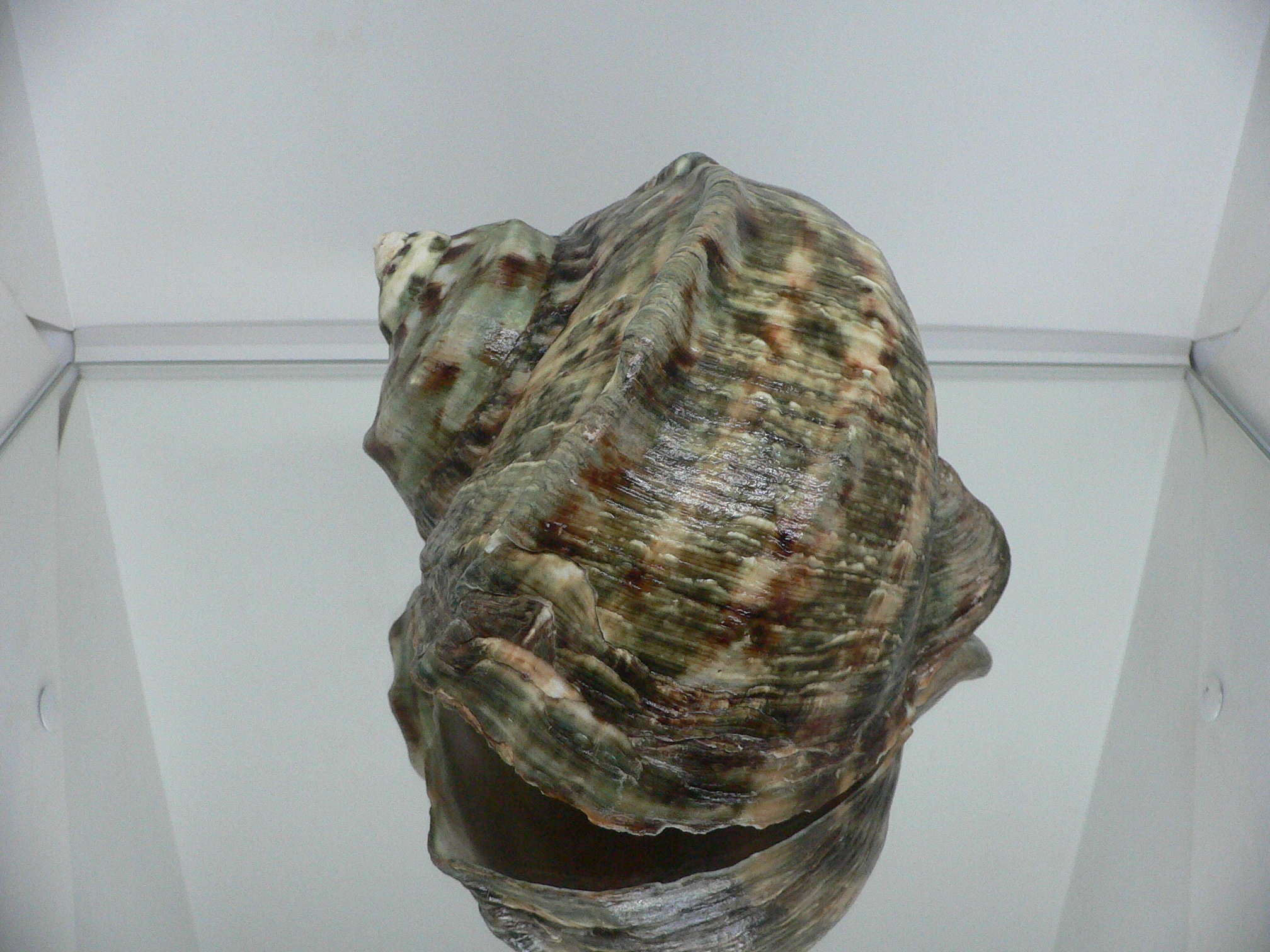 Turbo marmoratus BIG MONSTER