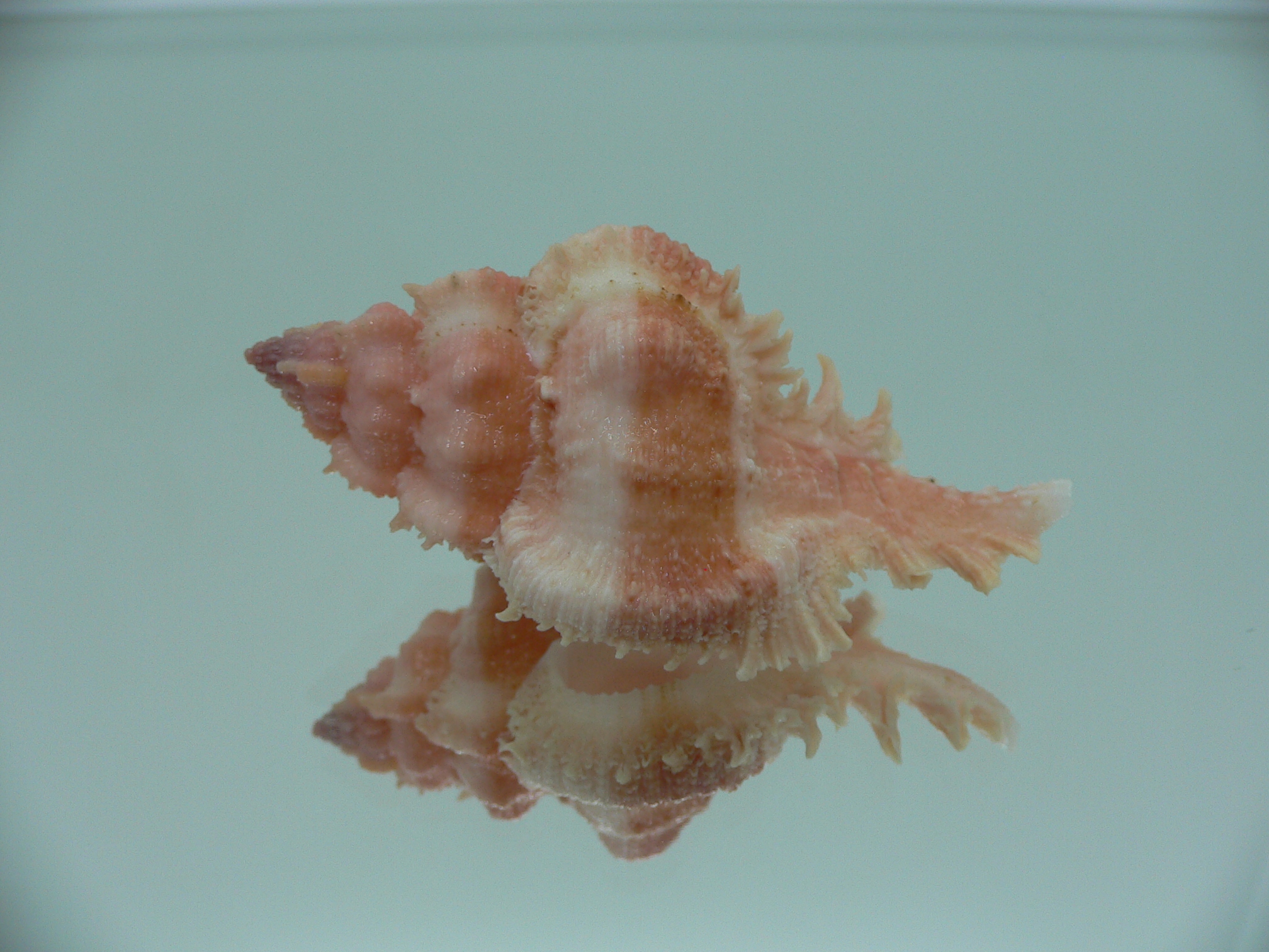 Chicomurex gloriosus VERY BIG & ORANGE STRIPED