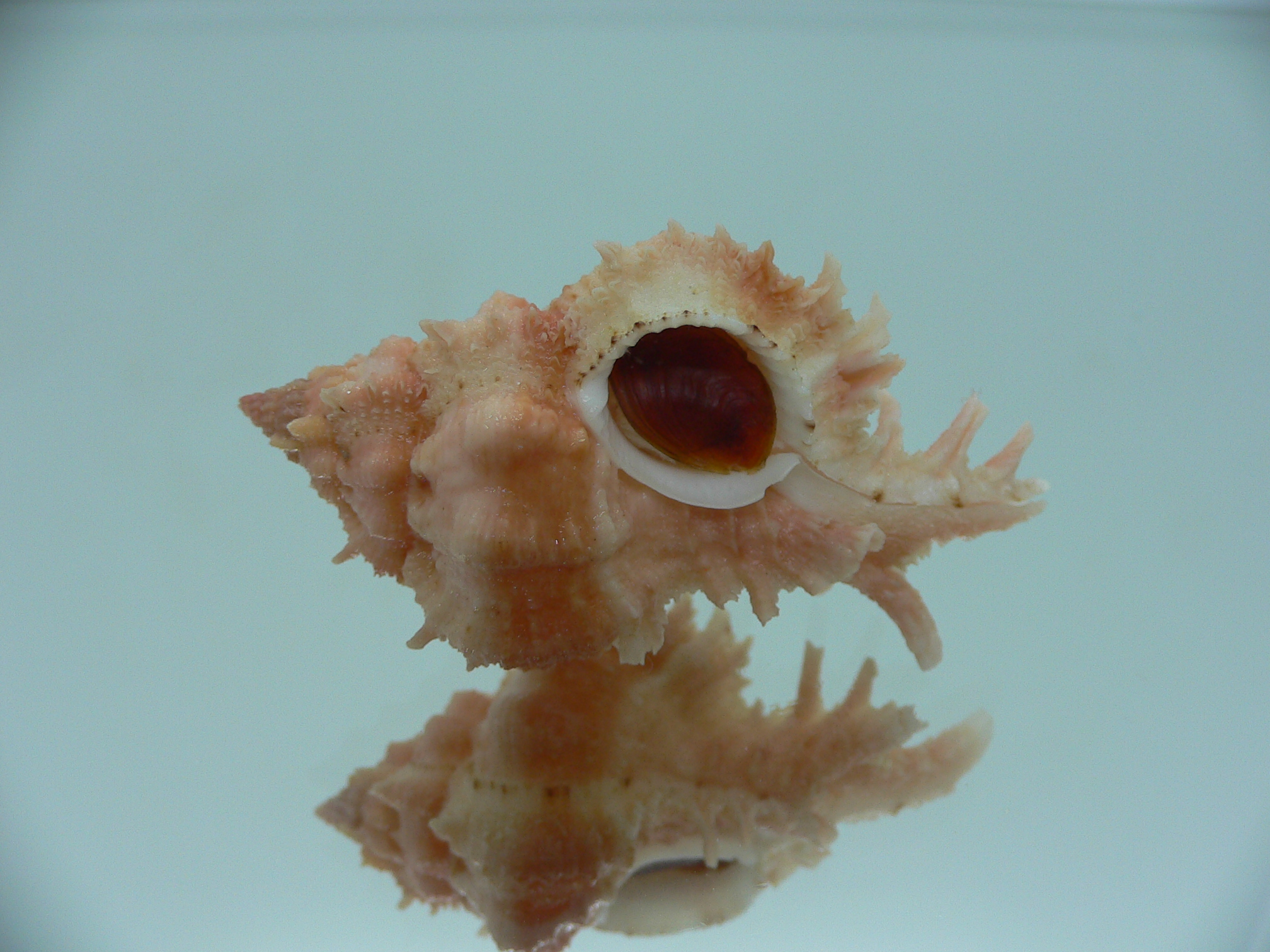 Chicomurex gloriosus ORANGE STRIPED