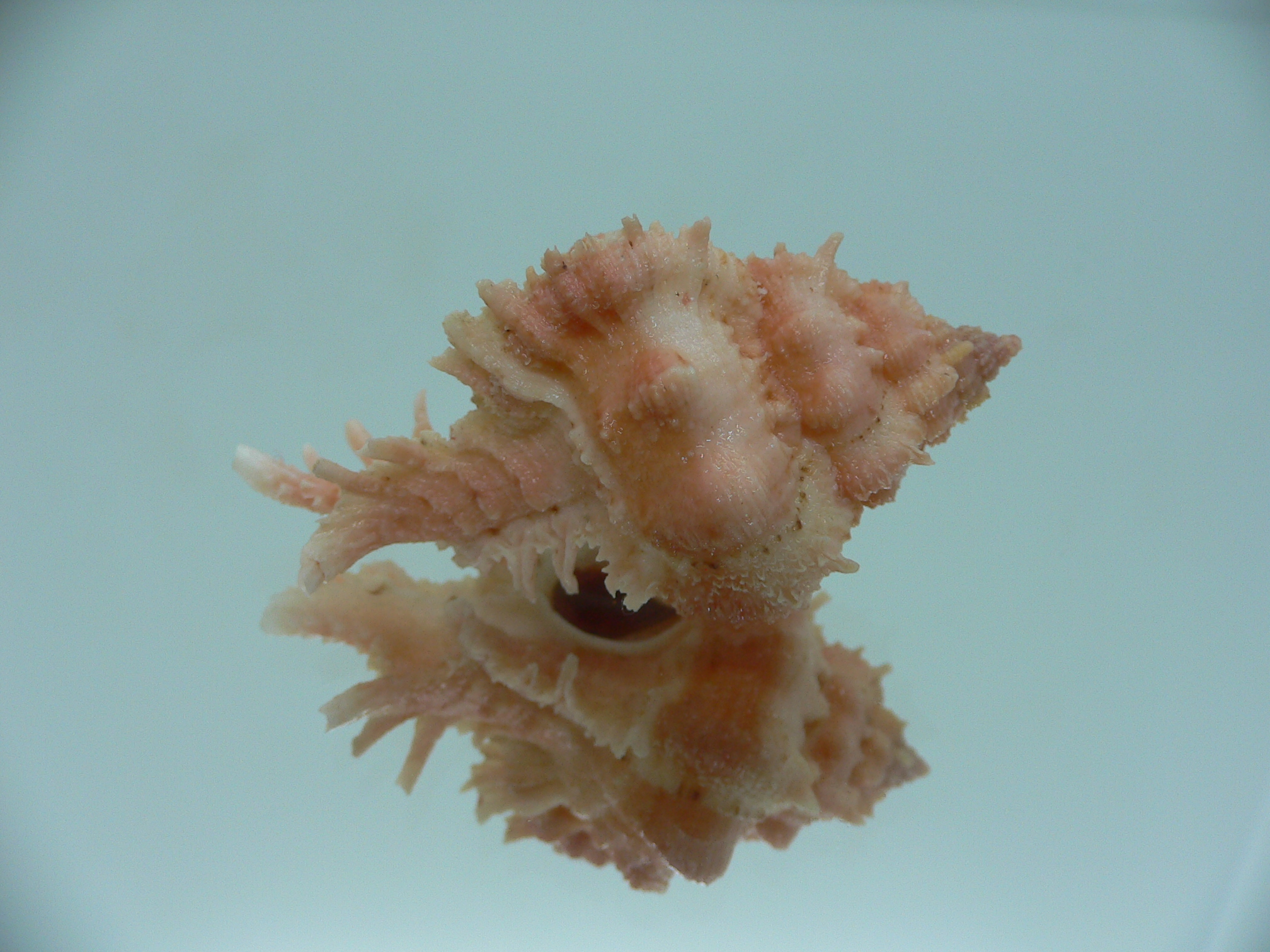 Chicomurex gloriosus ORANGE STRIPED