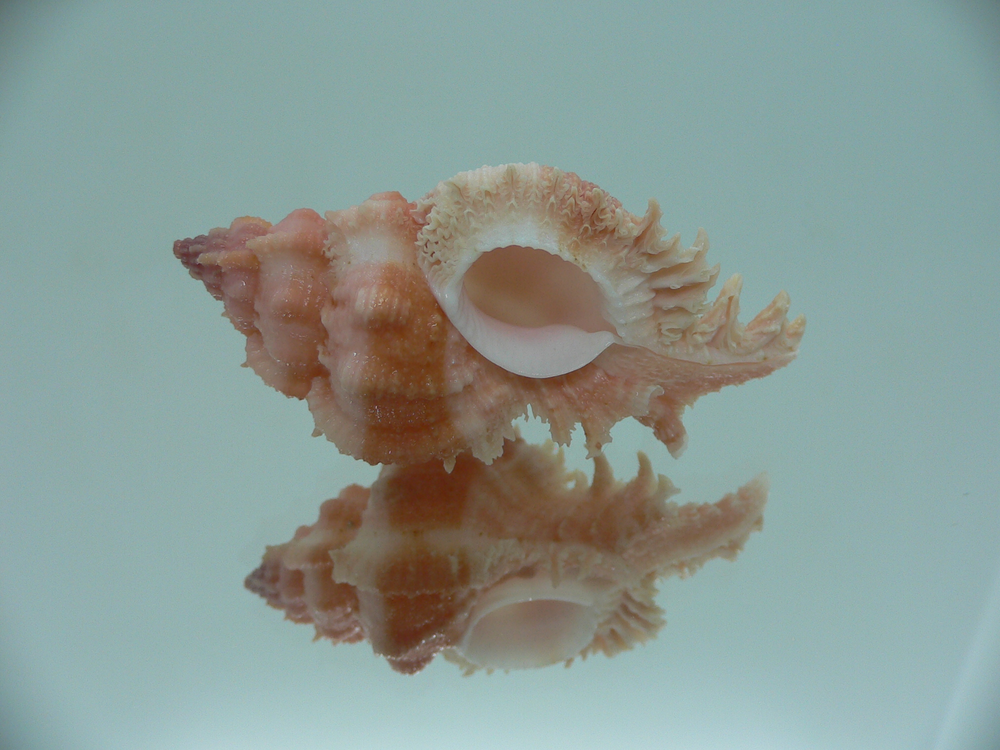 Chicomurex gloriosus VERY BIG & ORANGE STRIPED