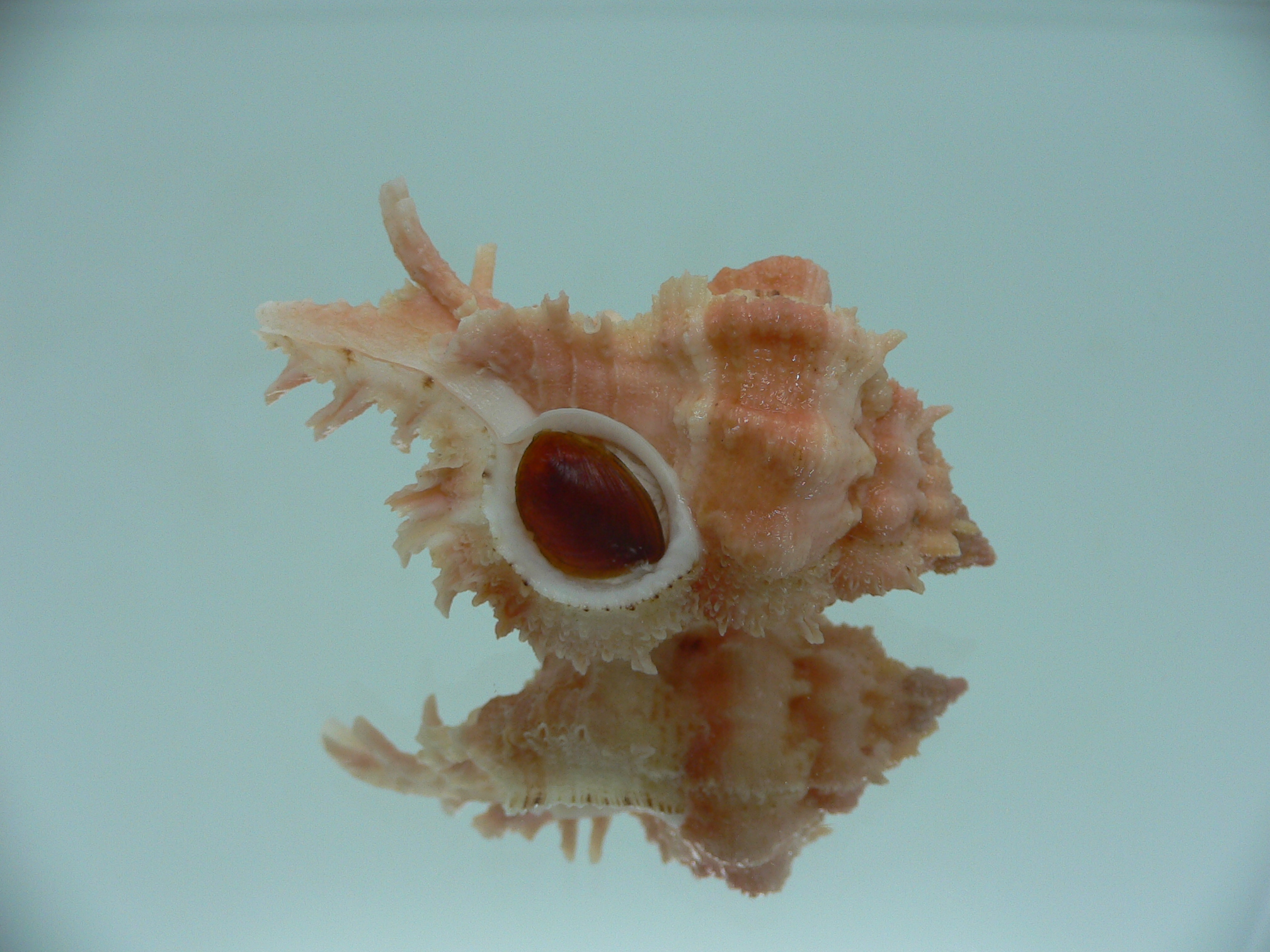 Chicomurex gloriosus ORANGE STRIPED