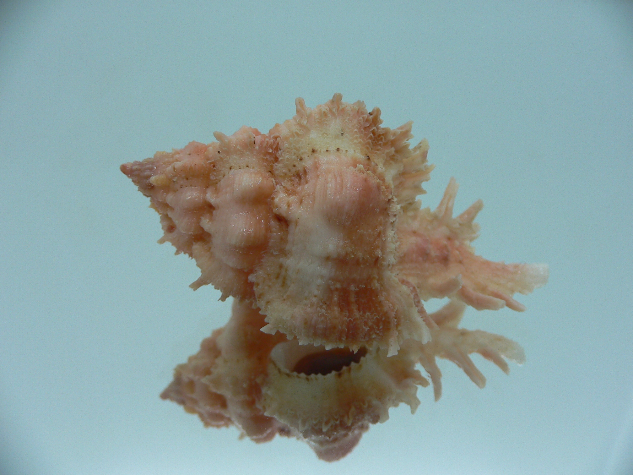 Chicomurex gloriosus ORANGE STRIPED