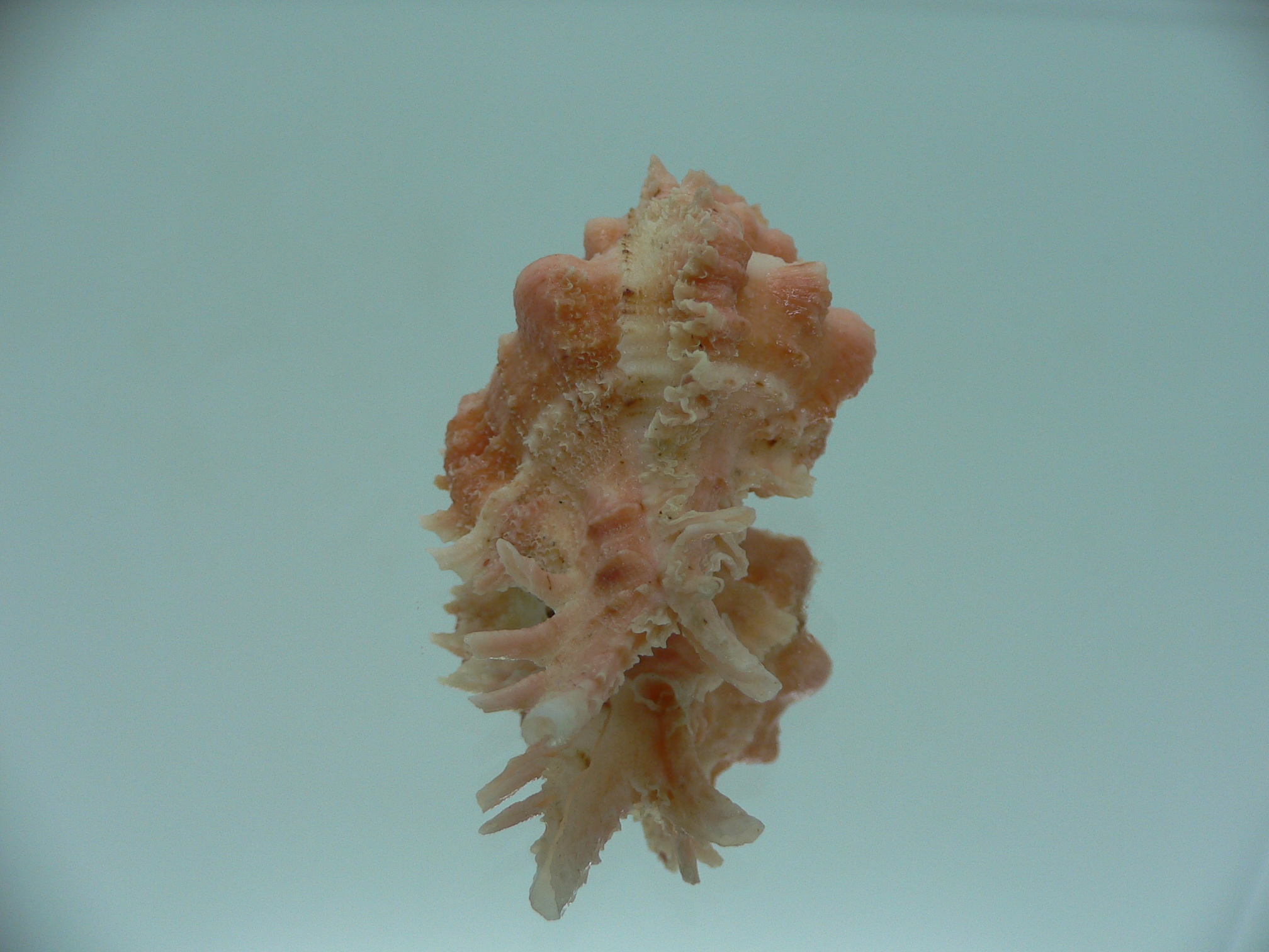 Chicomurex gloriosus ORANGE STRIPED