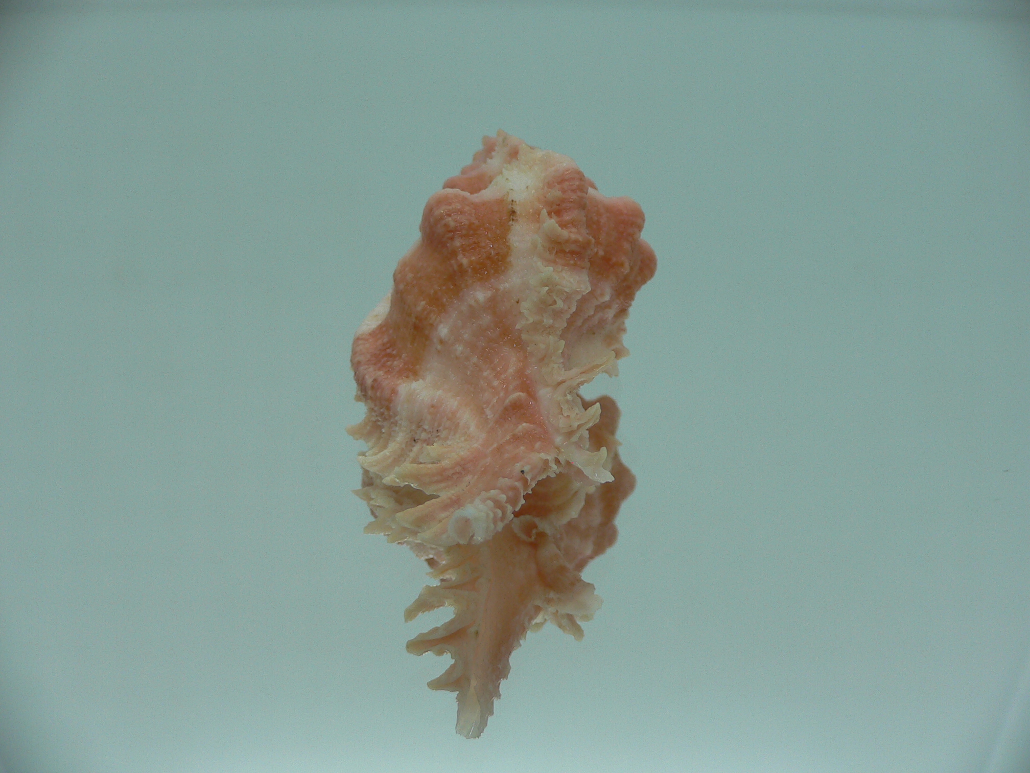 Chicomurex gloriosus VERY BIG & ORANGE STRIPED