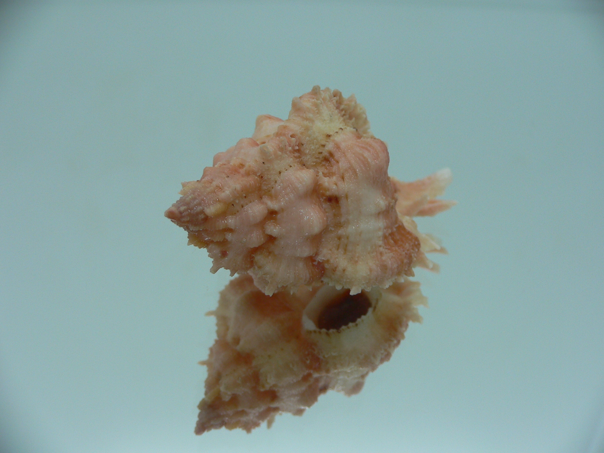 Chicomurex gloriosus ORANGE STRIPED