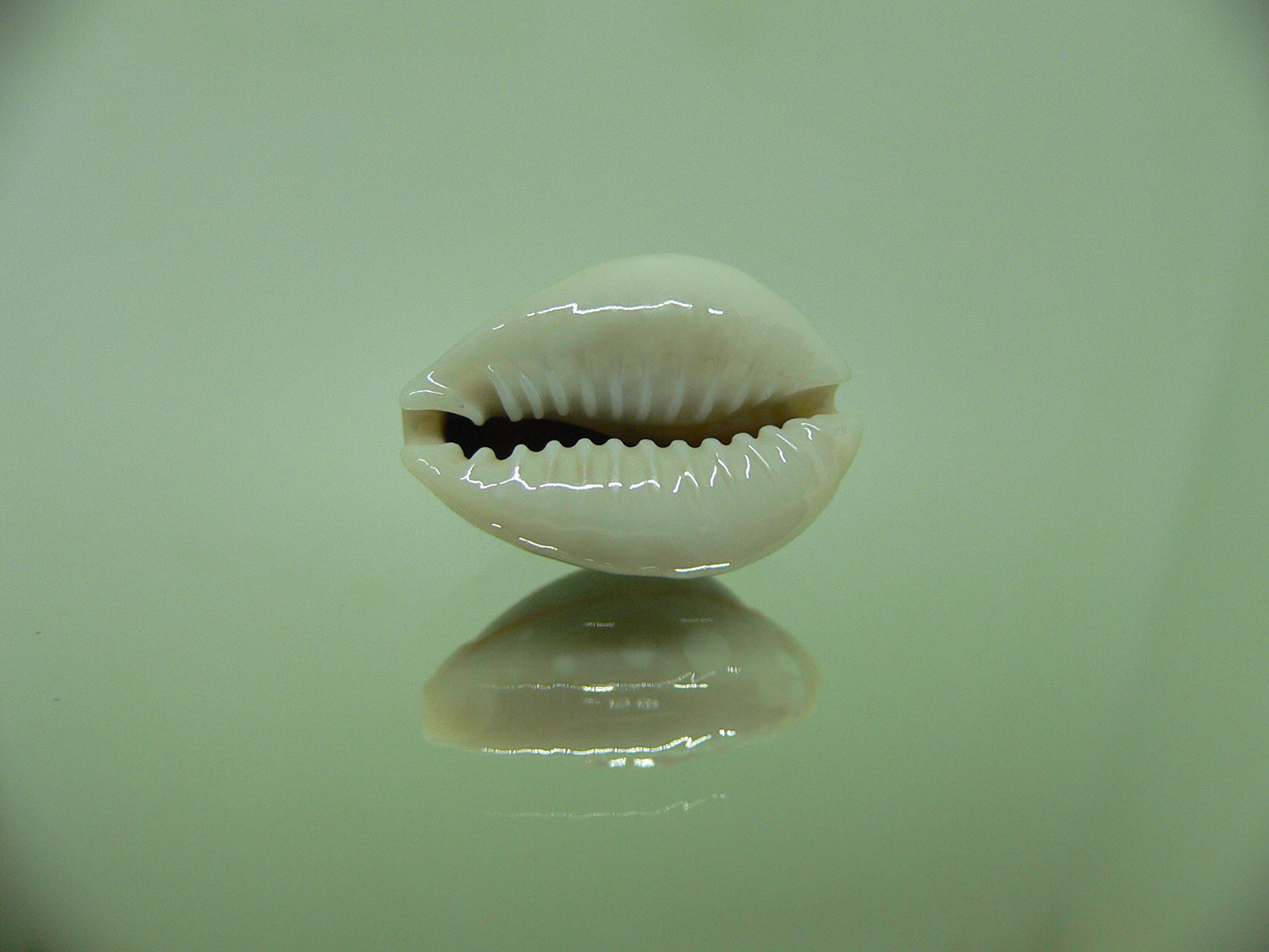 Cypraea annulus alboguttata BEAUTIFUL