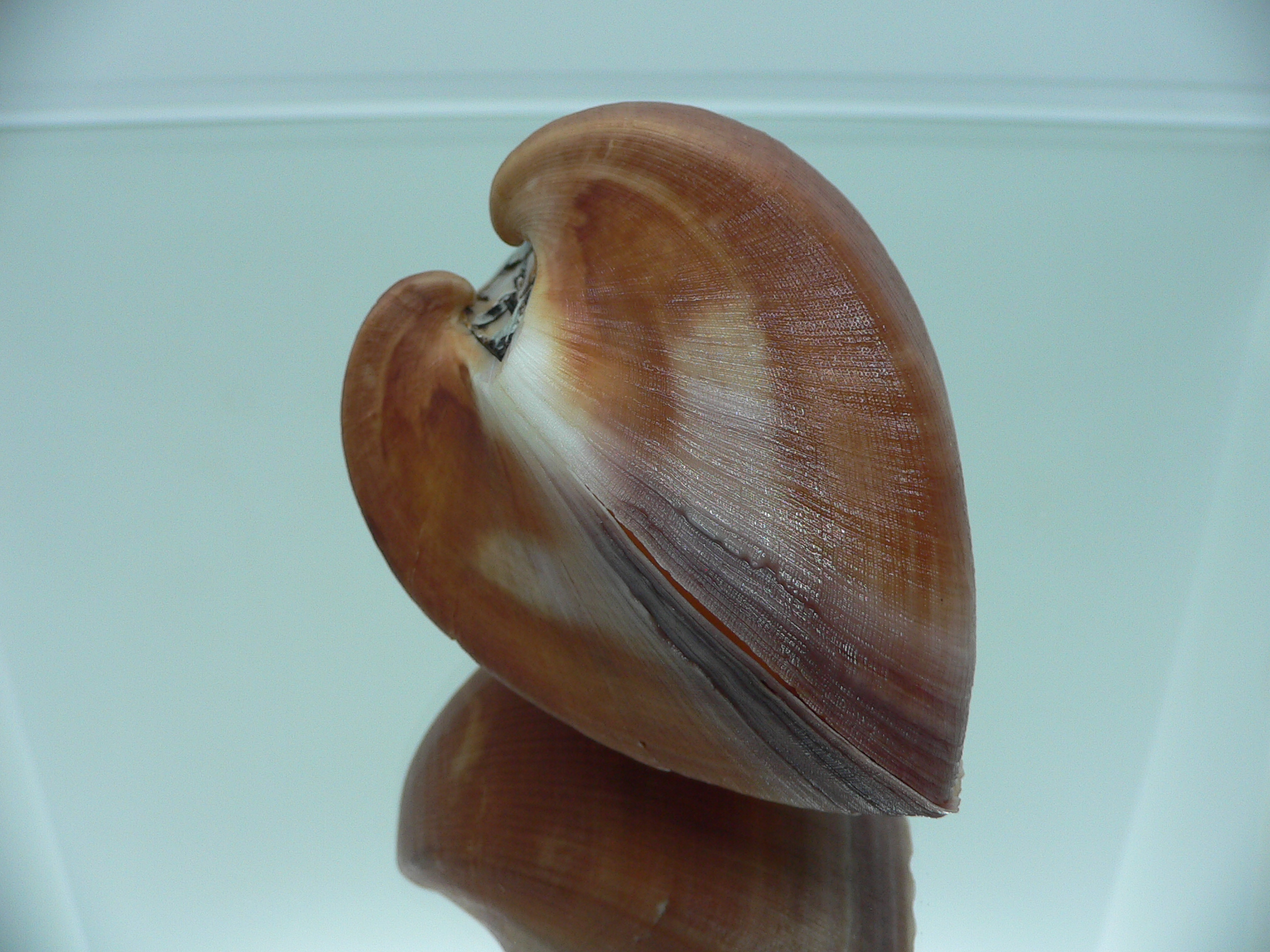 Cucullaea labiata BIG & COLOR