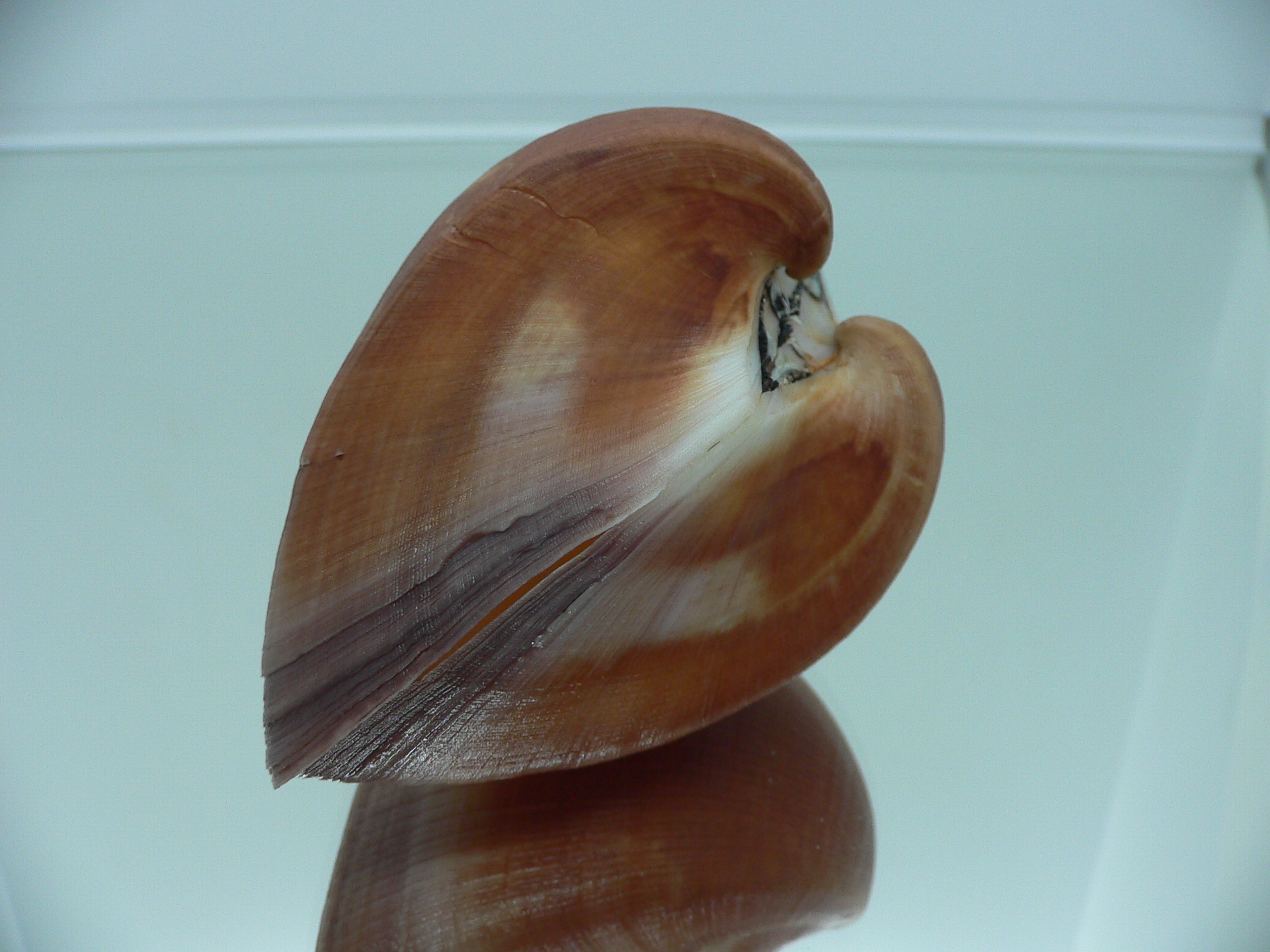 Cucullaea labiata BIG & COLOR