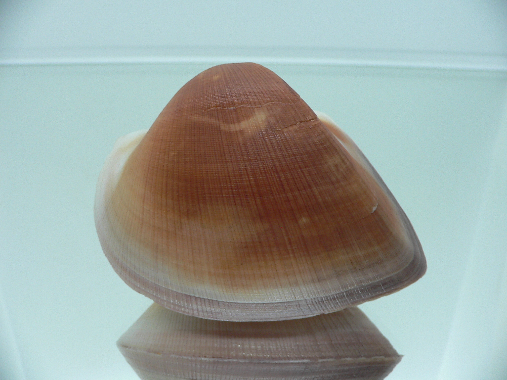 Cucullaea labiata BIG & COLOR