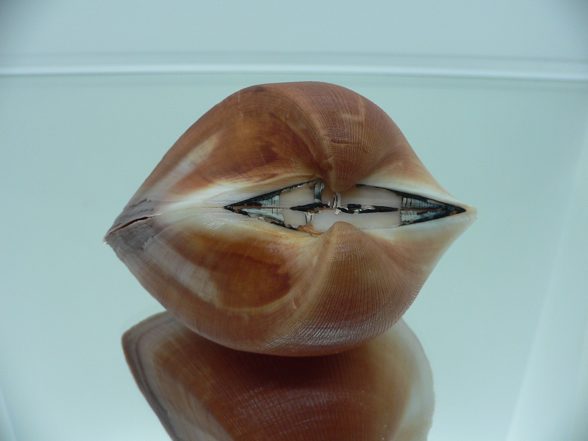 Cucullaea labiata BIG & COLOR