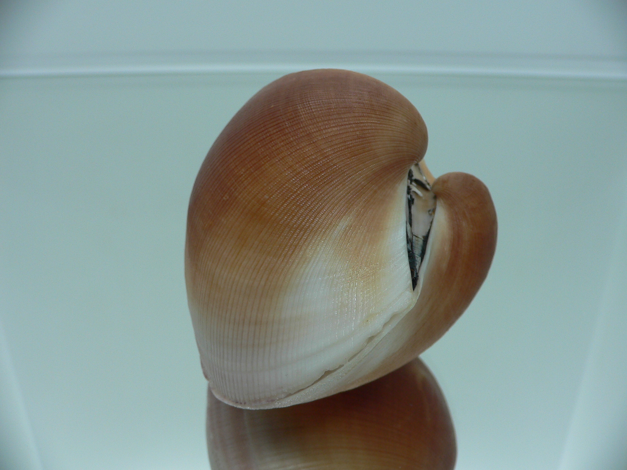 Cucullaea labiata BIG & COLOR