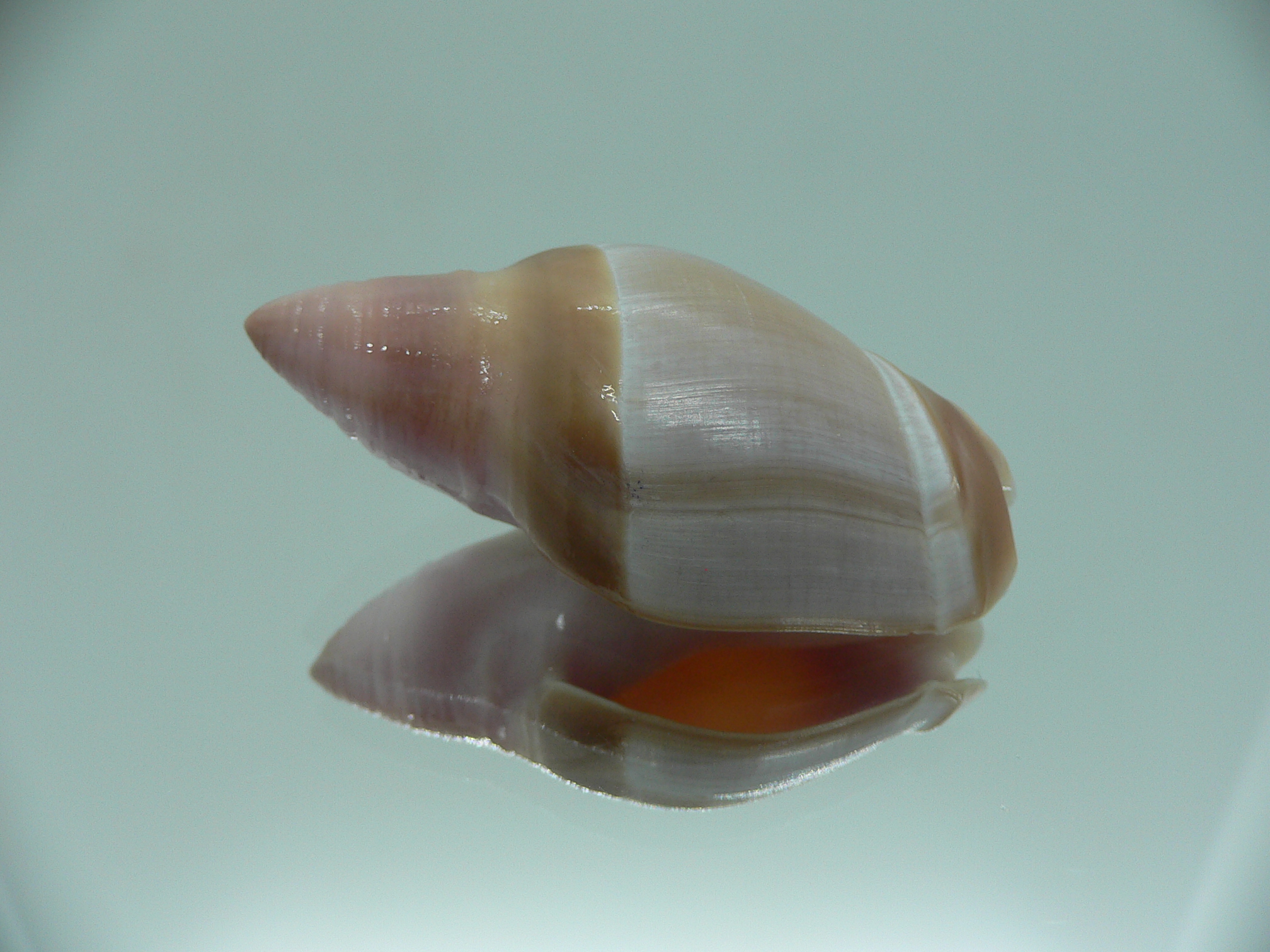 Amalda mamillata TRICOLOR