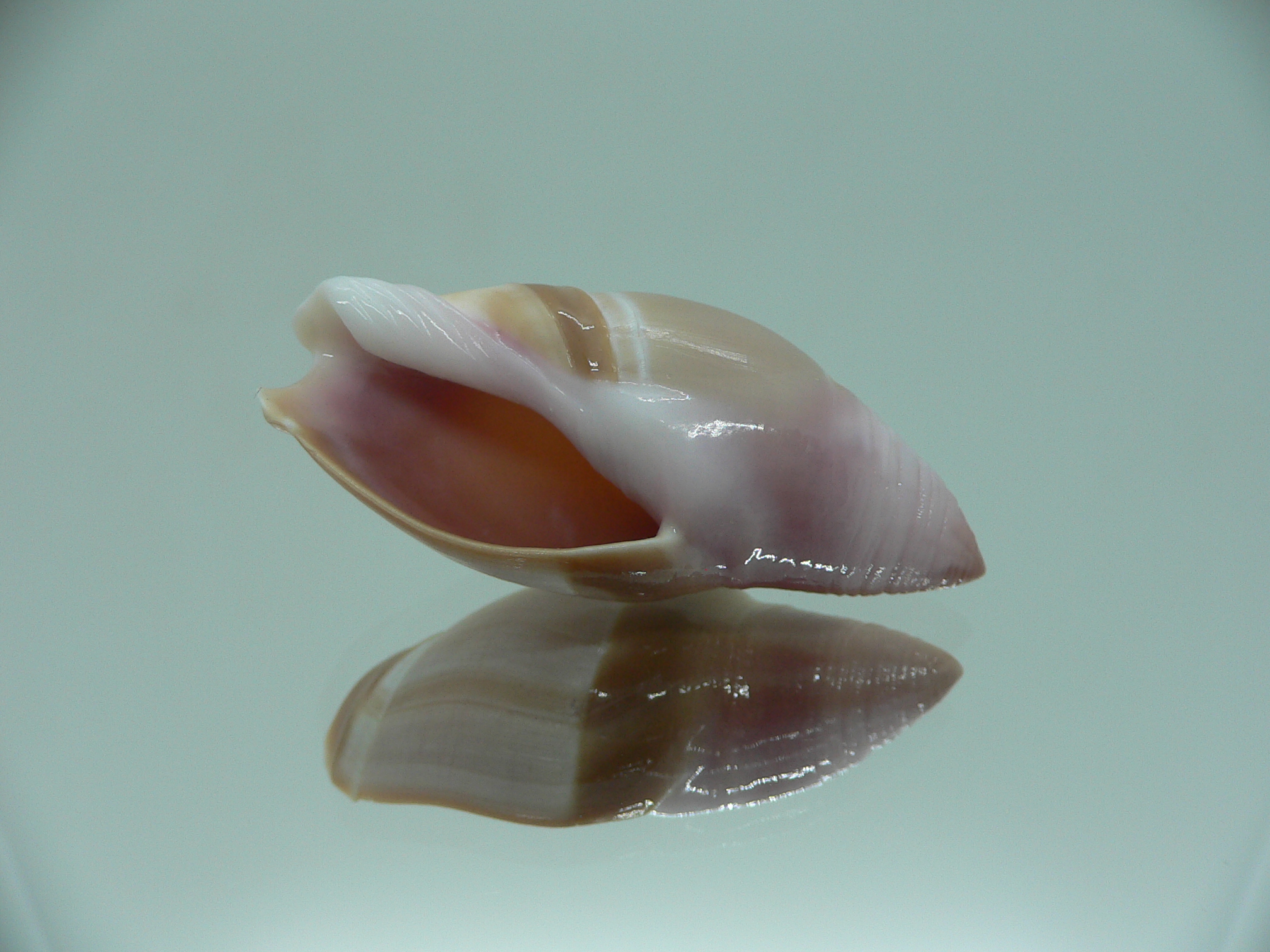 Amalda mamillata TRICOLOR