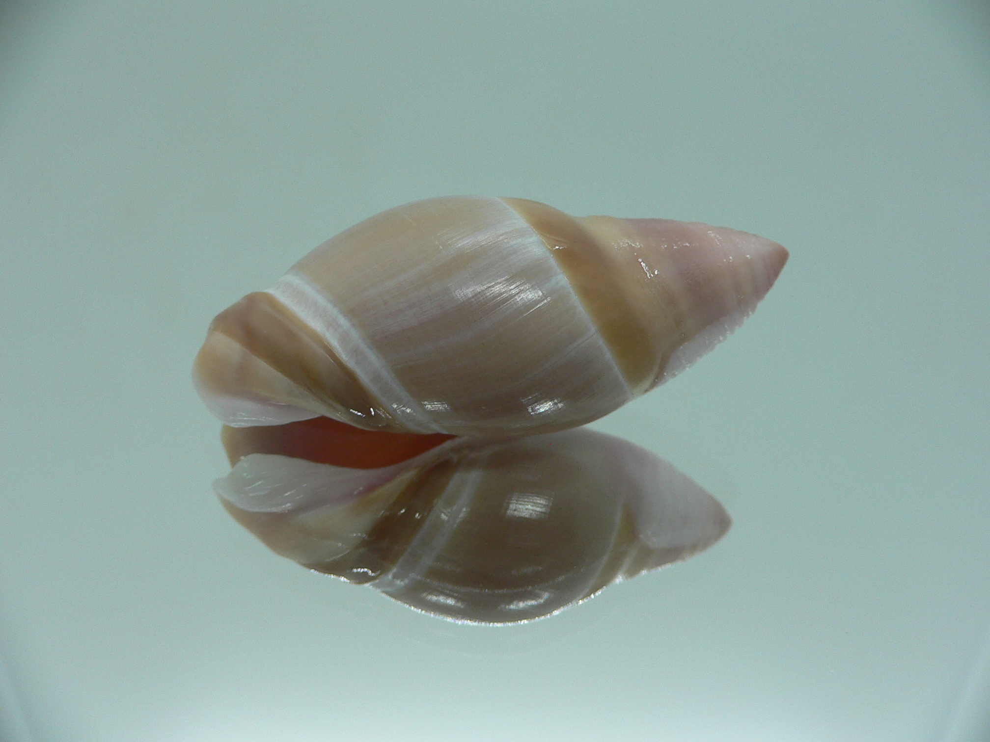 Amalda mamillata TRICOLOR