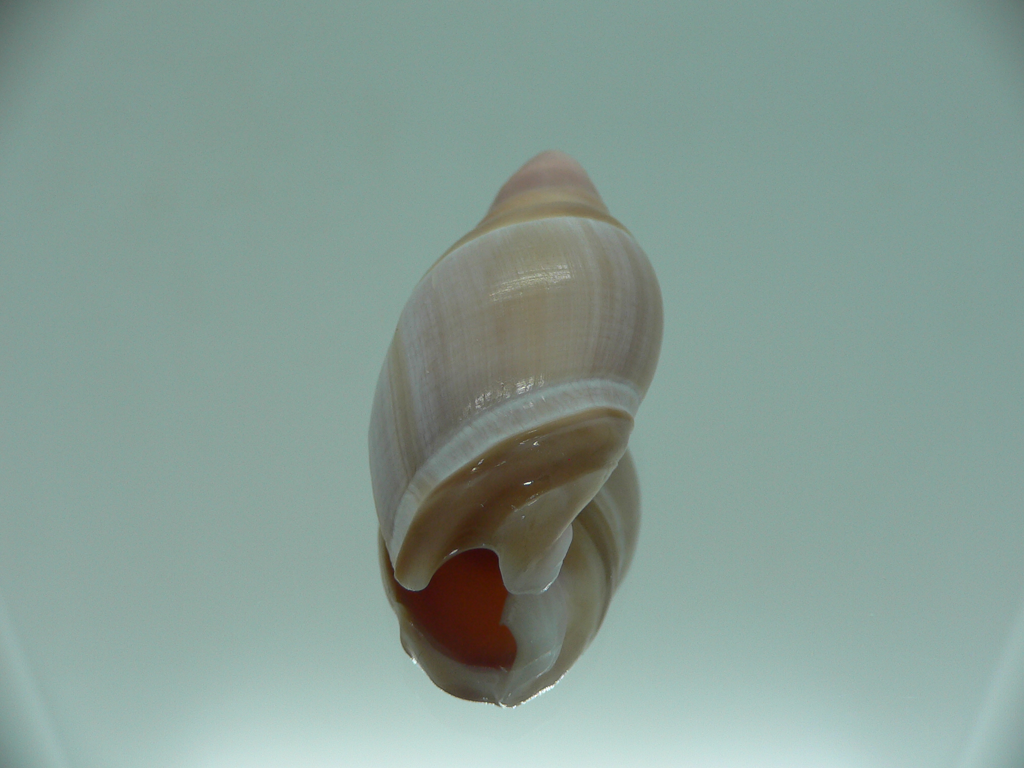 Amalda mamillata TRICOLOR