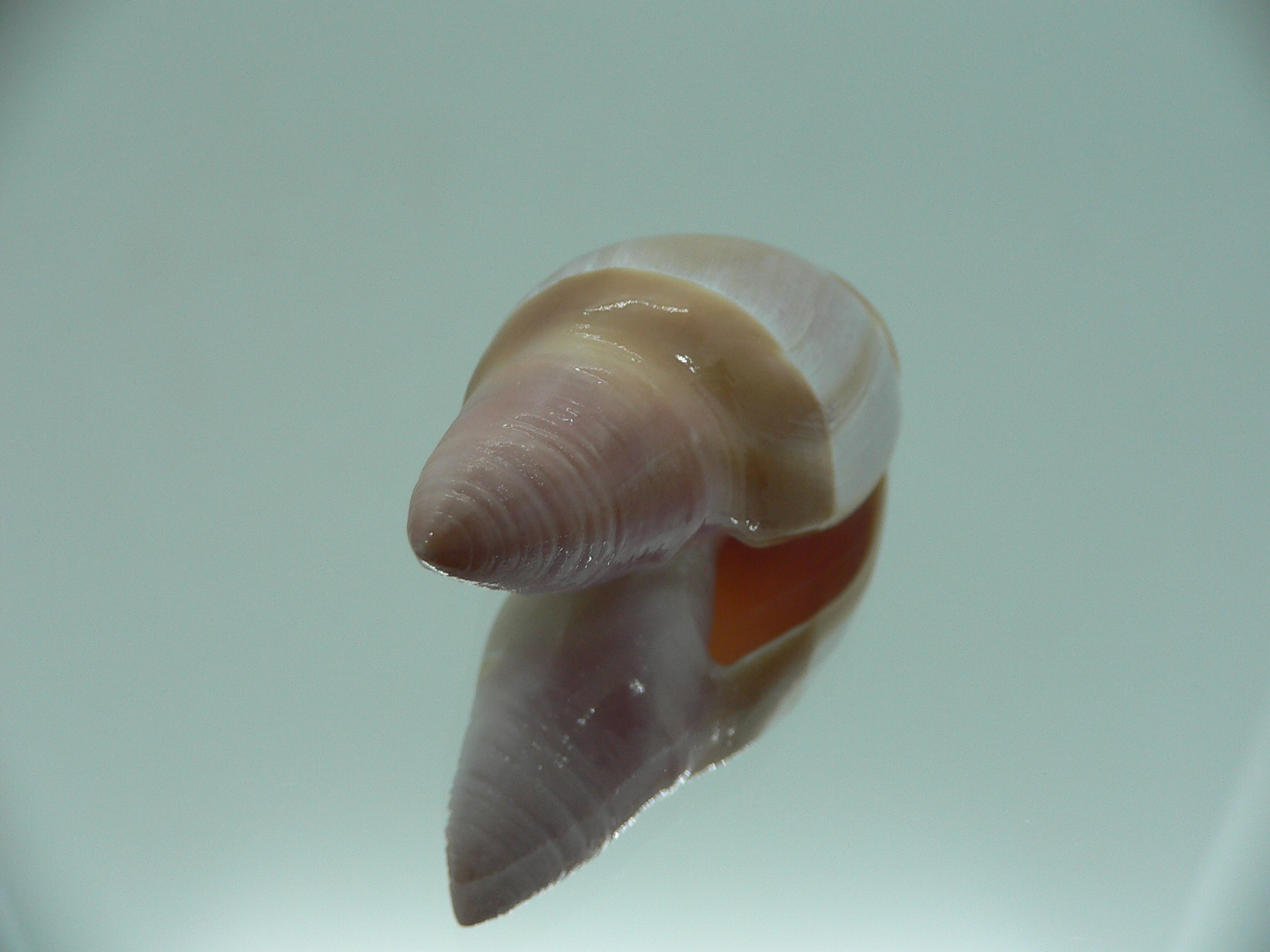 Amalda mamillata TRICOLOR