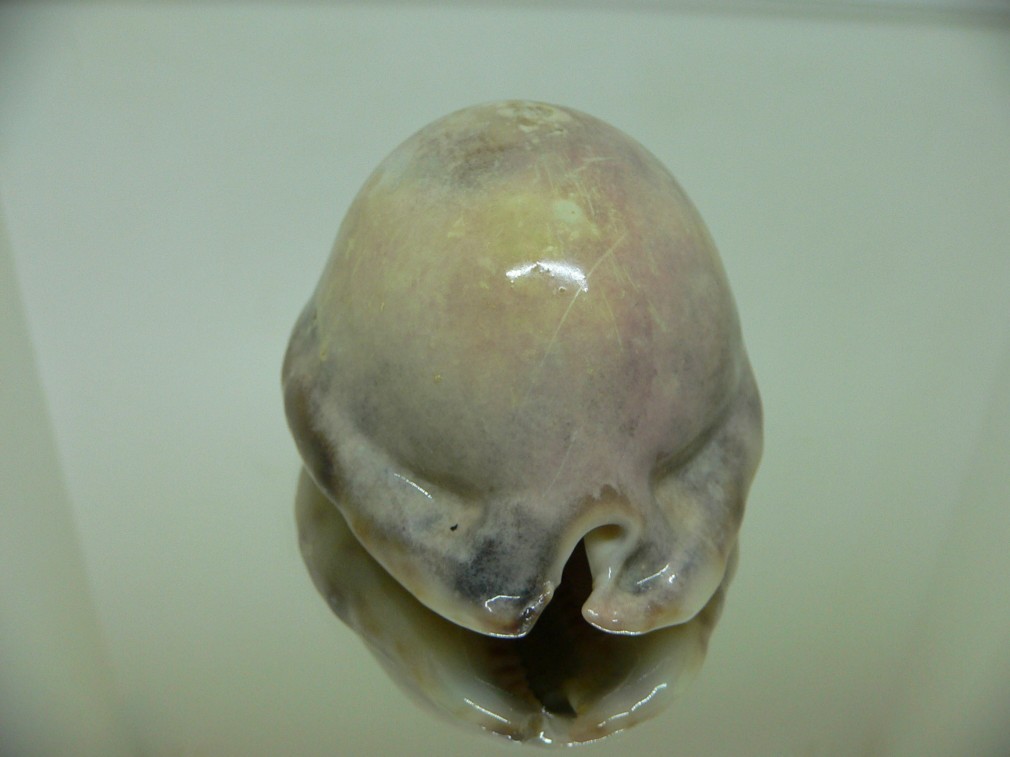 Cypraea arabica asiatica gibba (var.) OVERGLAZE