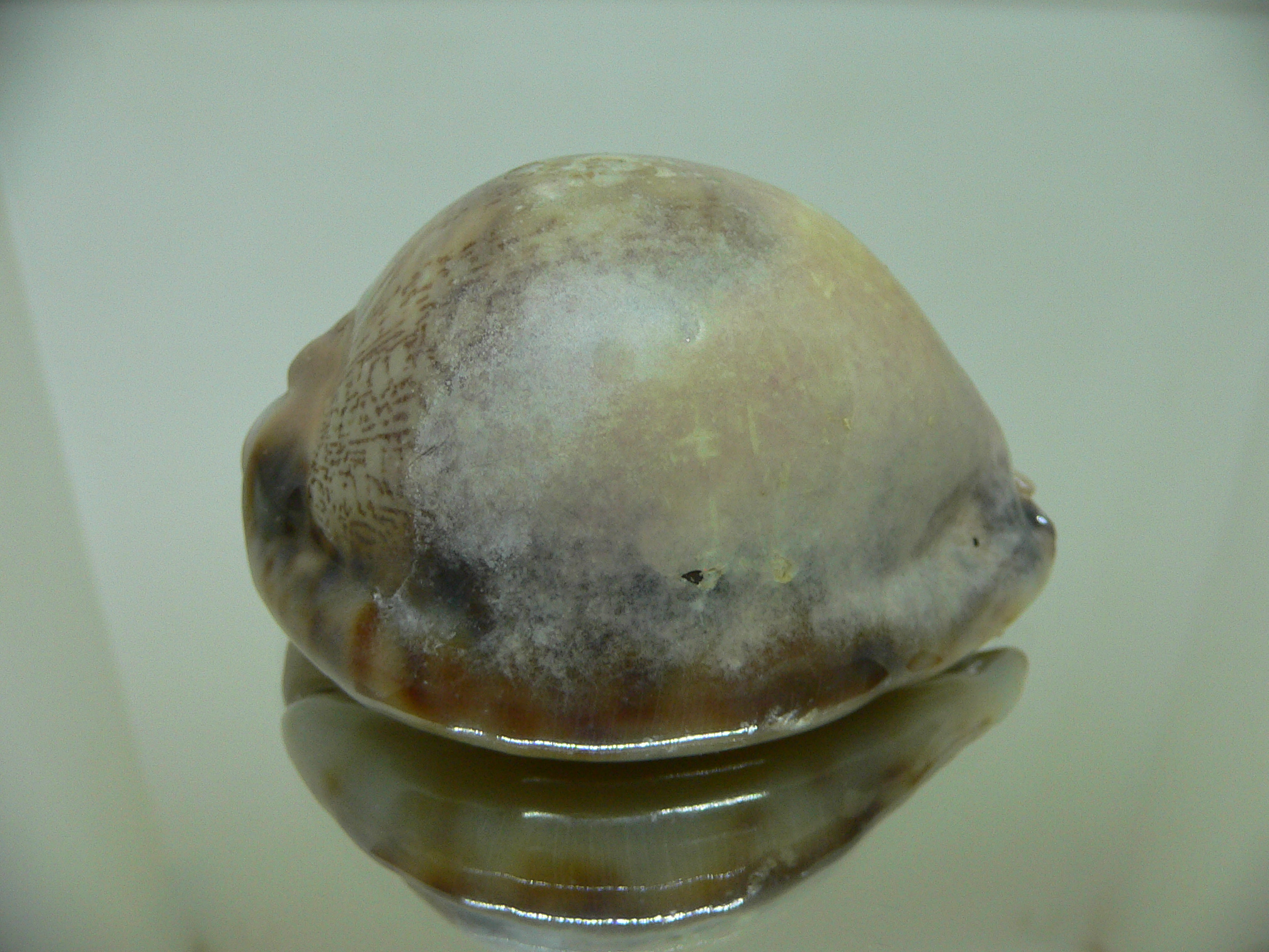 Cypraea arabica asiatica gibba (var.) OVERGLAZE