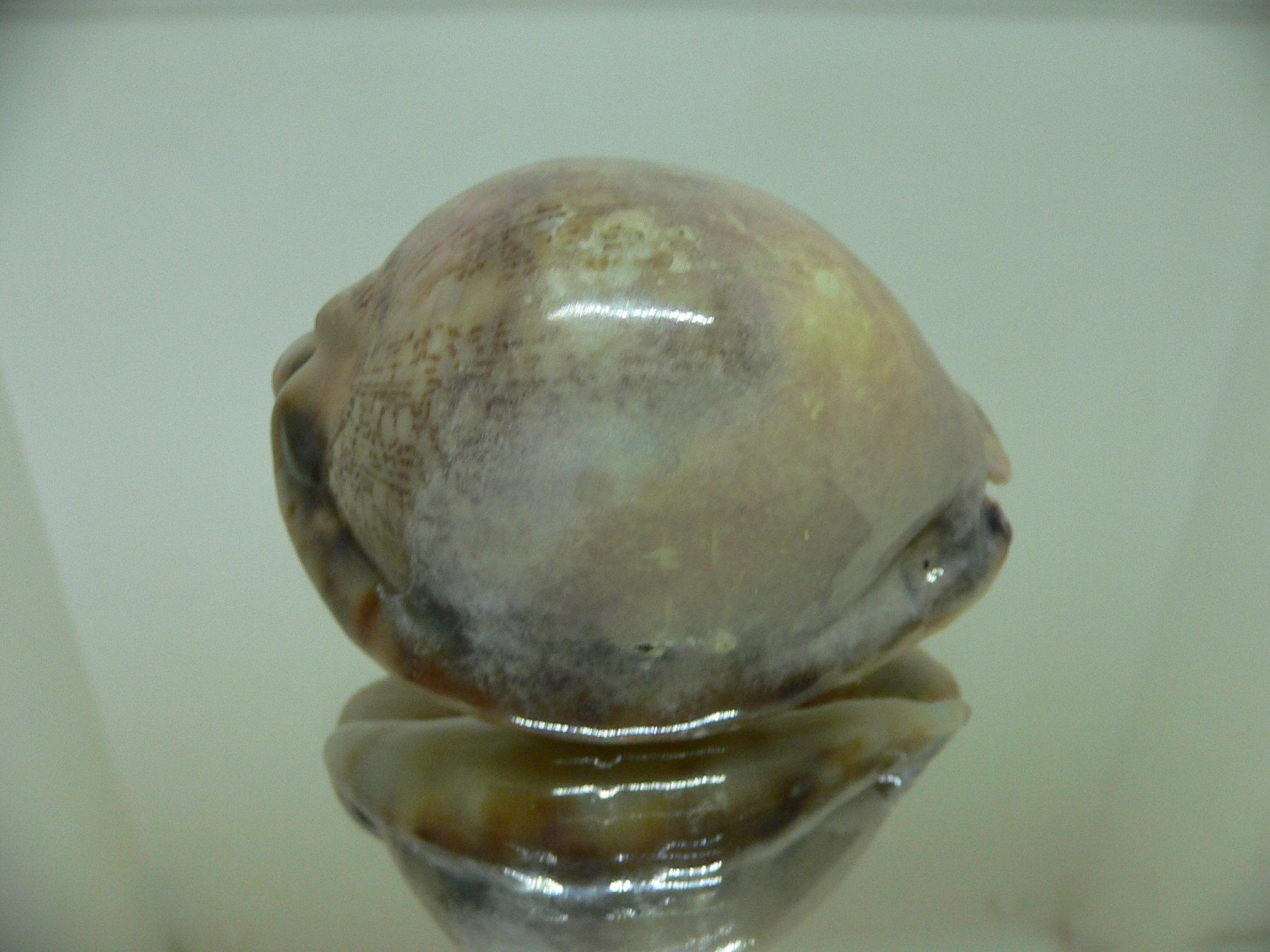 Cypraea arabica asiatica gibba (var.) OVERGLAZE