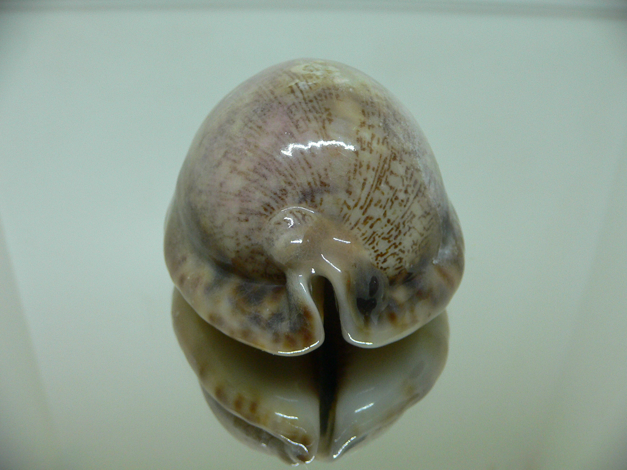 Cypraea arabica asiatica gibba (var.) OVERGLAZE