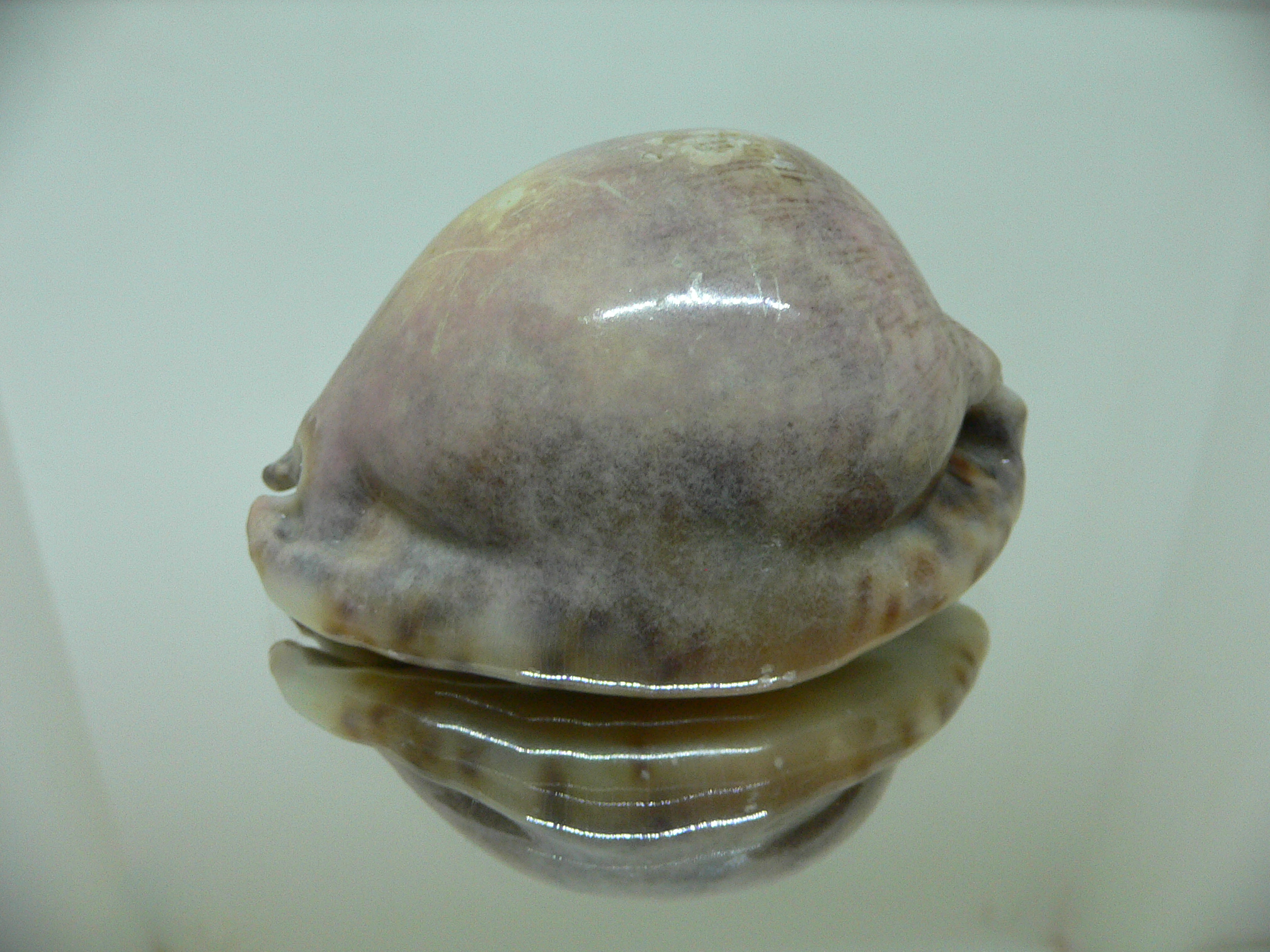 Cypraea arabica asiatica gibba (var.) OVERGLAZE