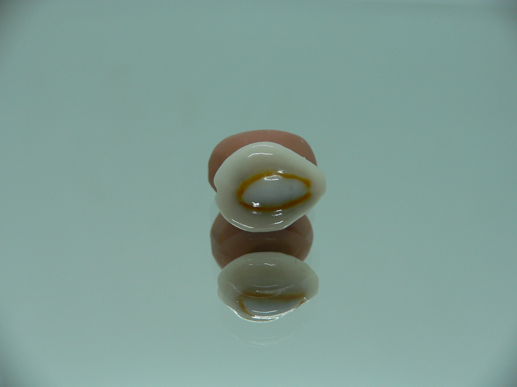 Cypraea annulus sublitorea (var.) RARE & ROUD