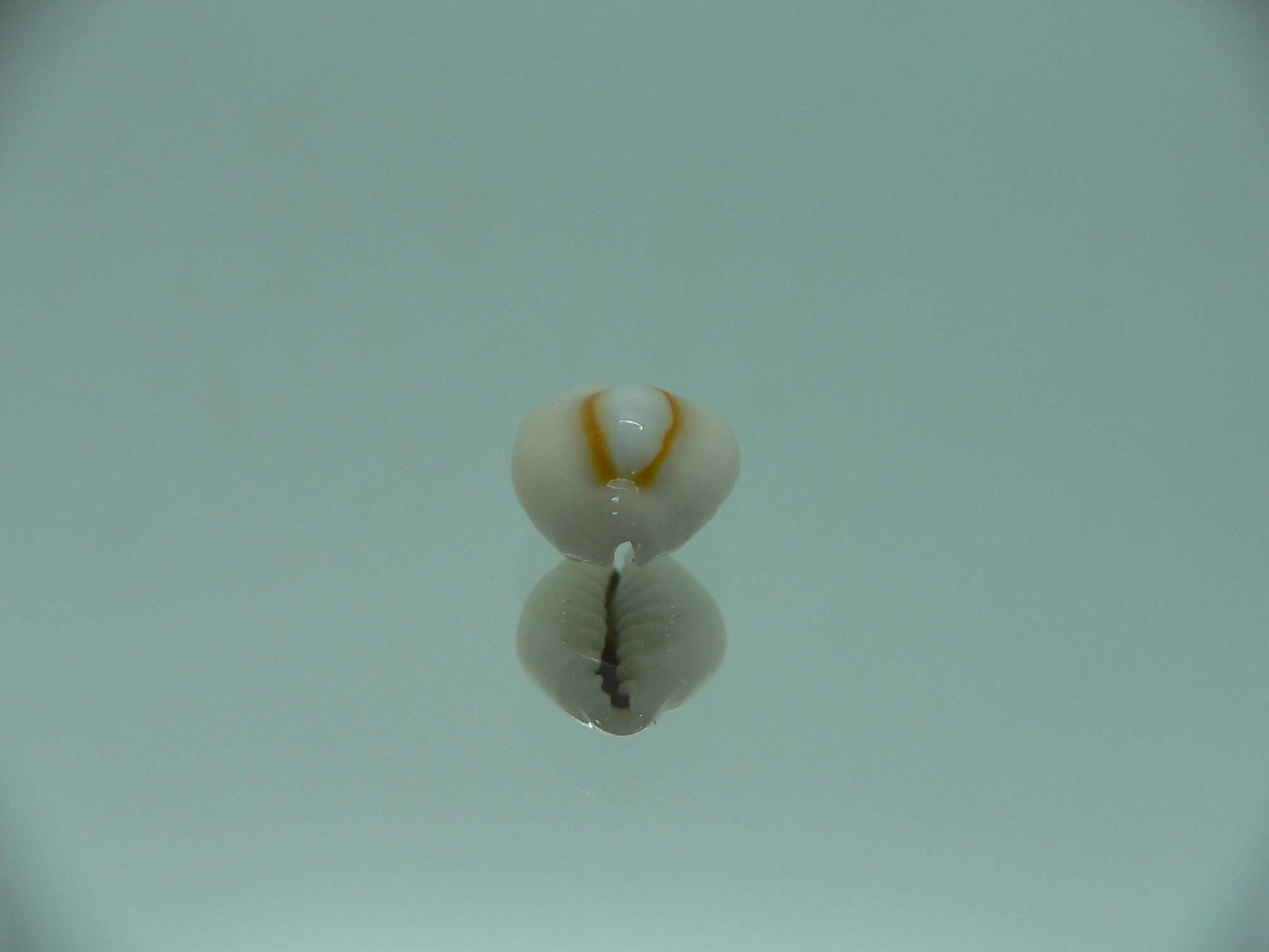 Cypraea annulus sublitorea (var.) RARE & ROUD