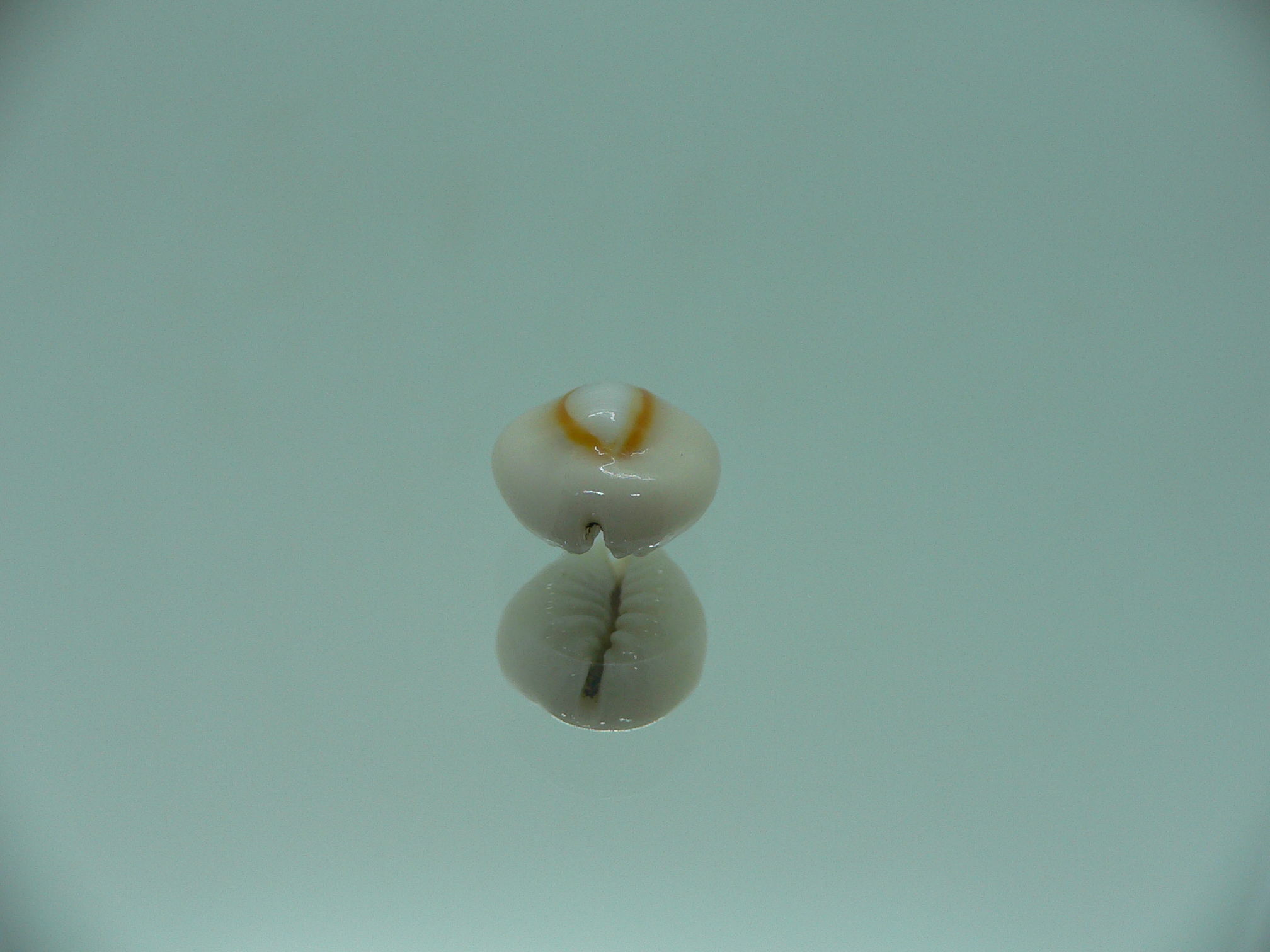 Cypraea annulus sublitorea (var.) RARE & ROUD