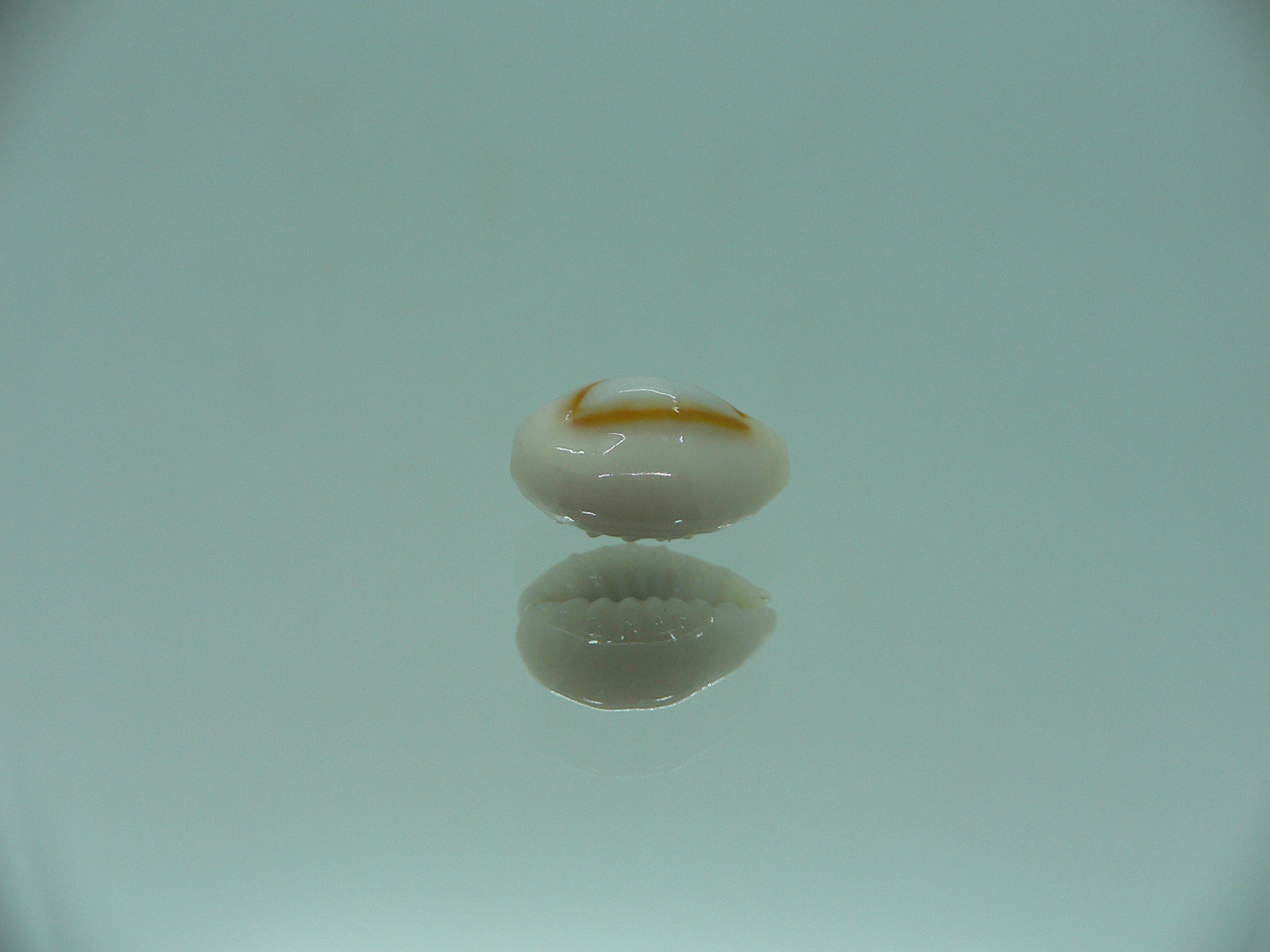 Cypraea annulus sublitorea (var.) RARE & ROUD