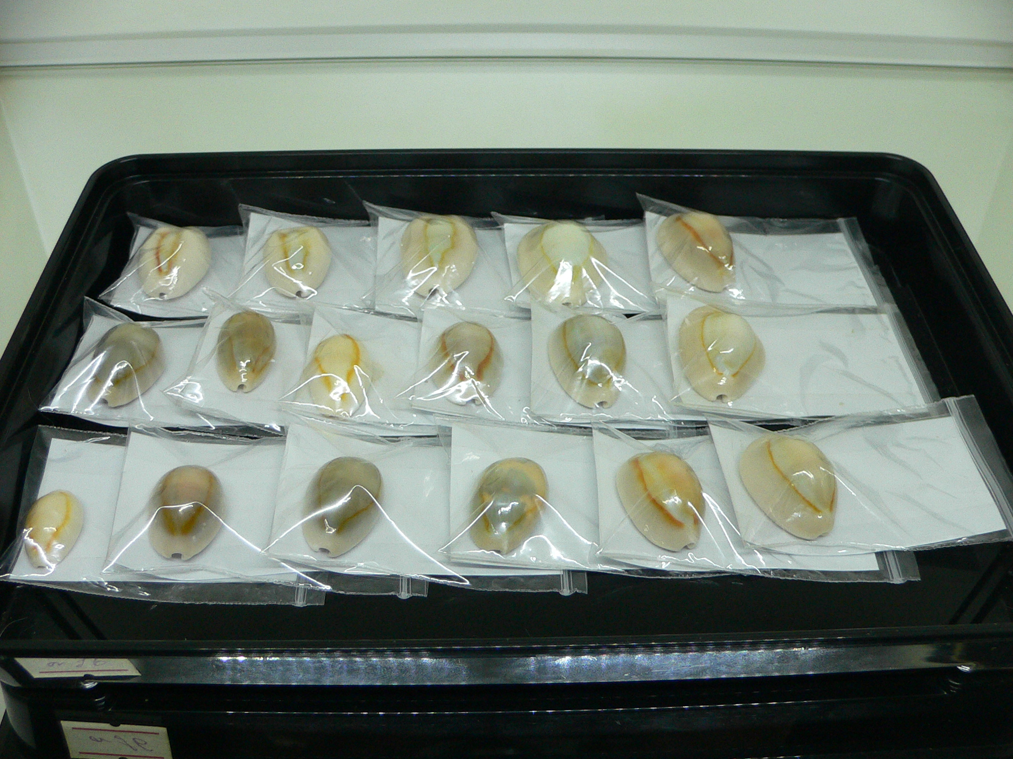 Cypraea annulus sublitorea (var.) RARE & ROUD