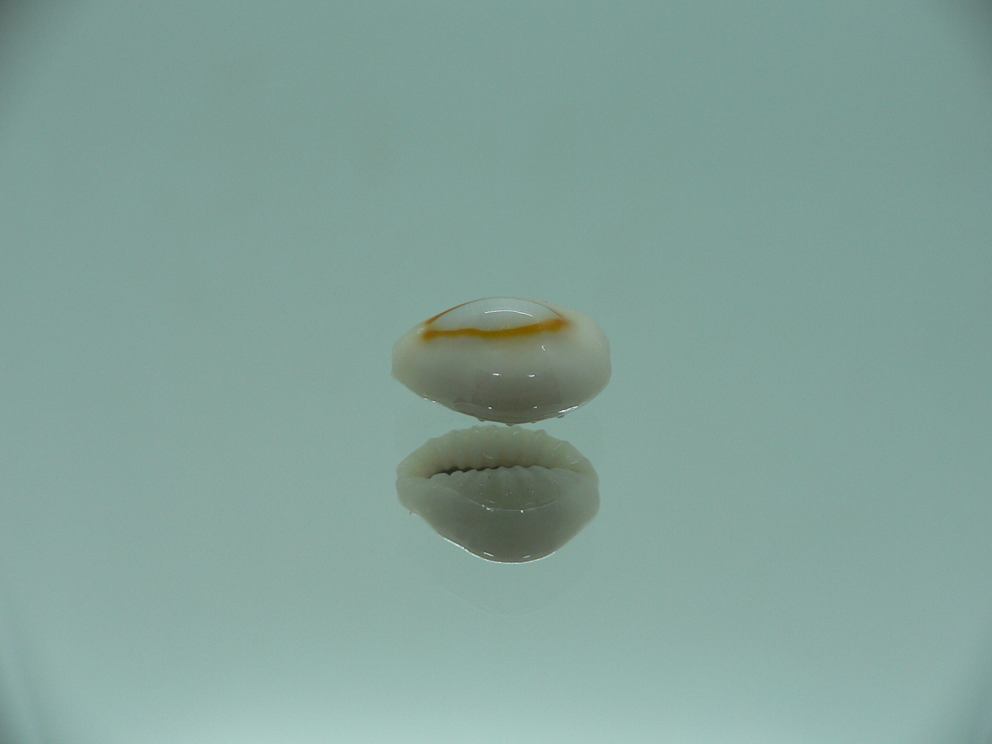 Cypraea annulus sublitorea (var.) RARE & ROUD