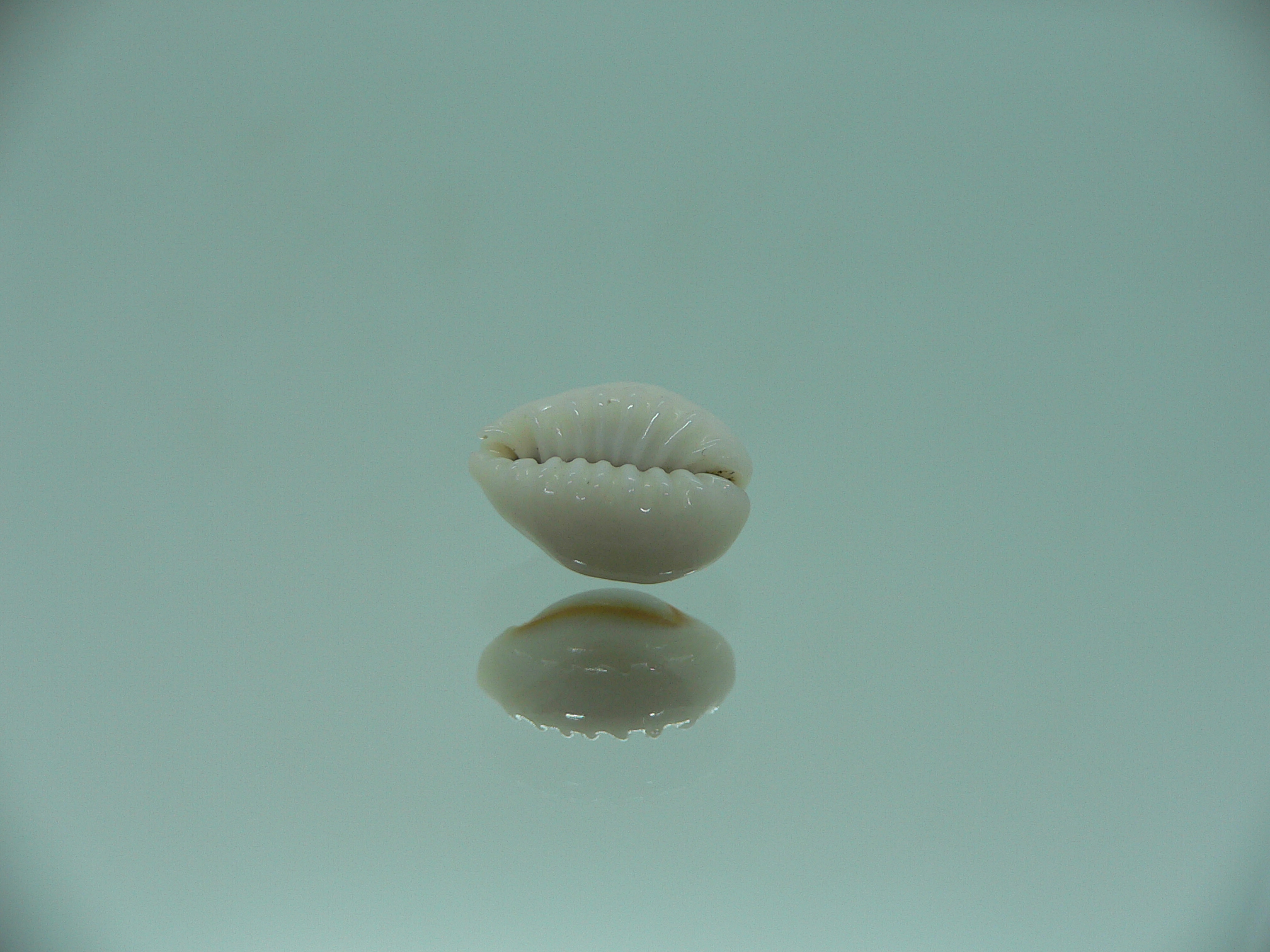 Cypraea annulus sublitorea (var.) RARE & ROUD