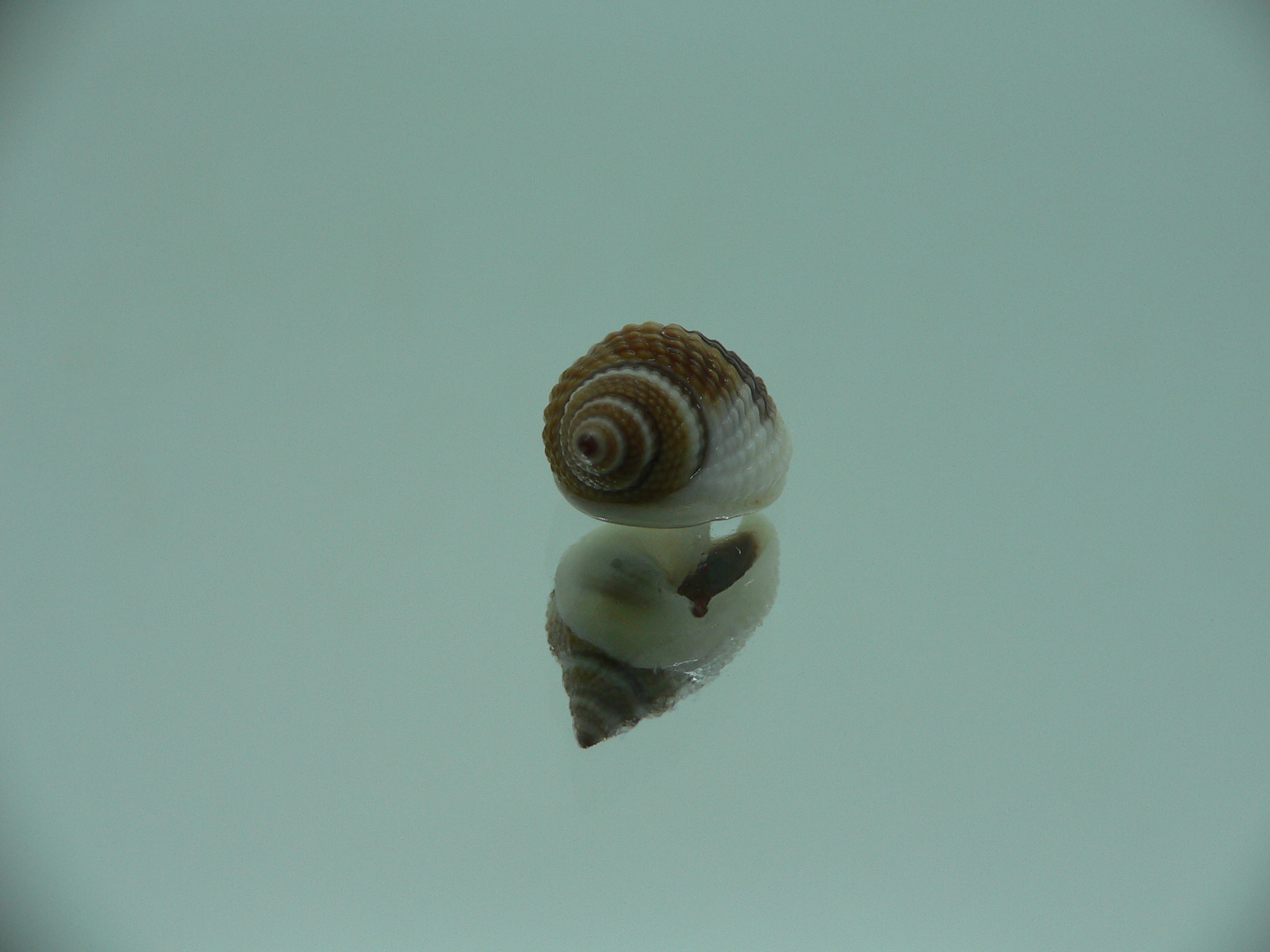 Nassarius elegantissimus  DARK & BIG
