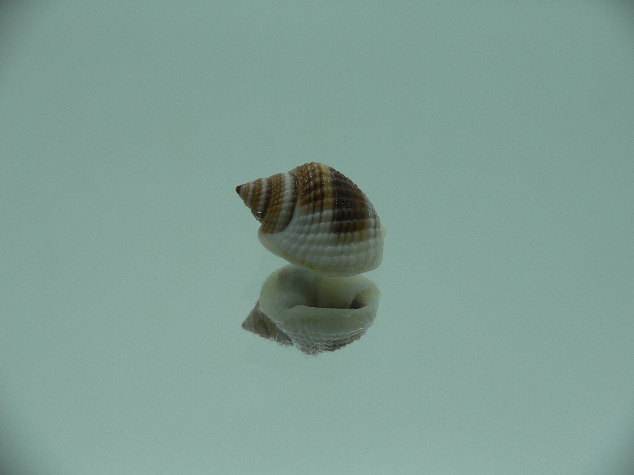 Nassarius elegantissimus  DARK & BIG