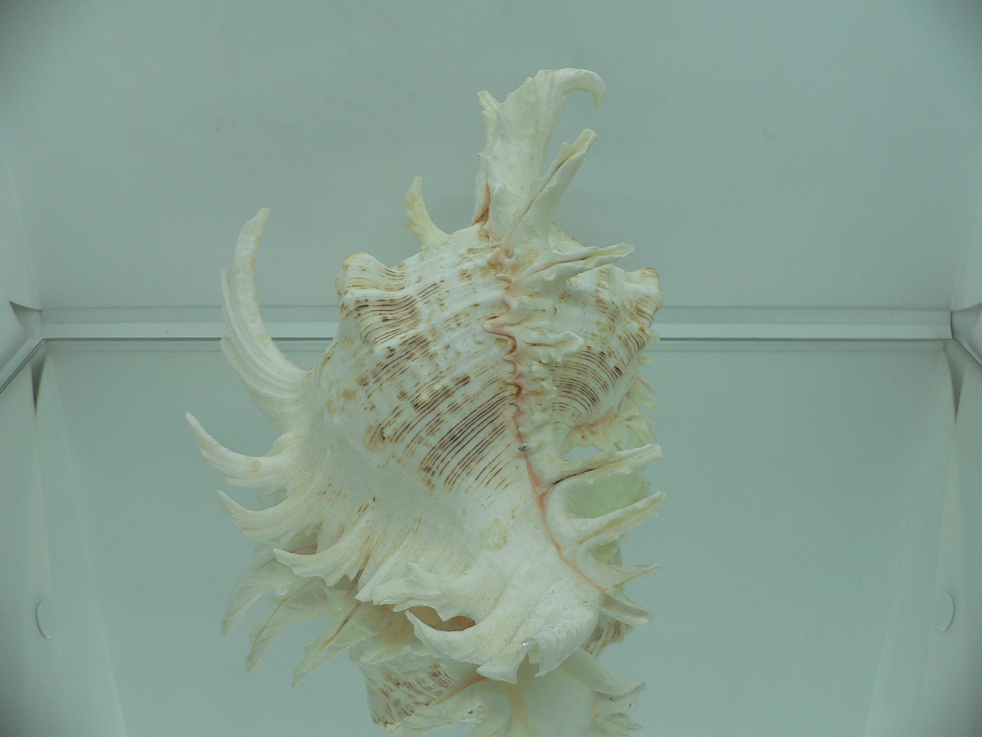 Chicoreus ramosus САМЕЦ & BEAUTIFUL