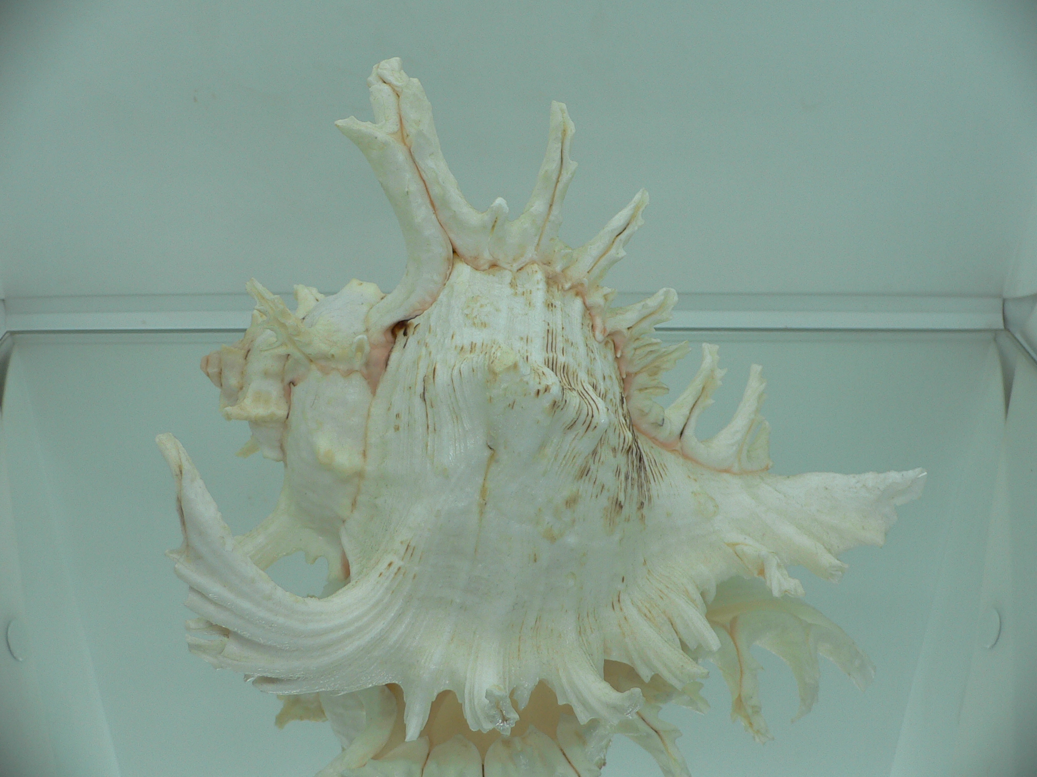 Chicoreus ramosus САМЕЦ & BEAUTIFUL
