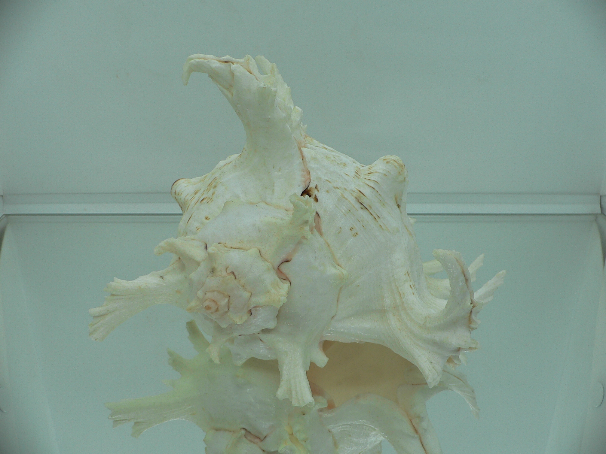 Chicoreus ramosus САМЕЦ & BEAUTIFUL