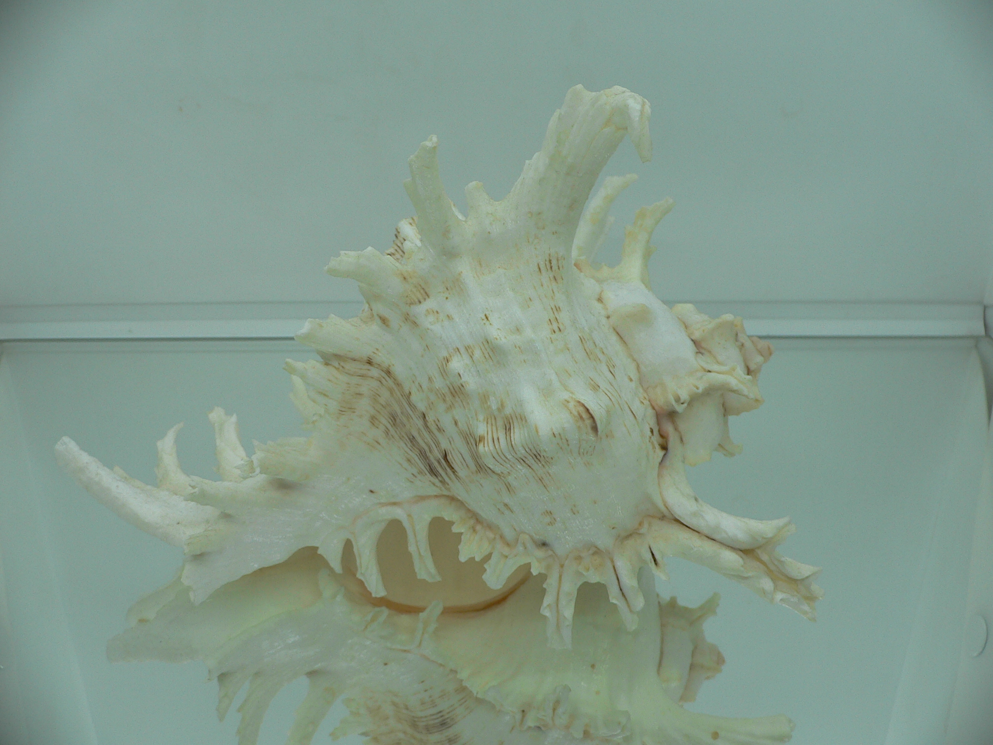 Chicoreus ramosus САМЕЦ & BEAUTIFUL