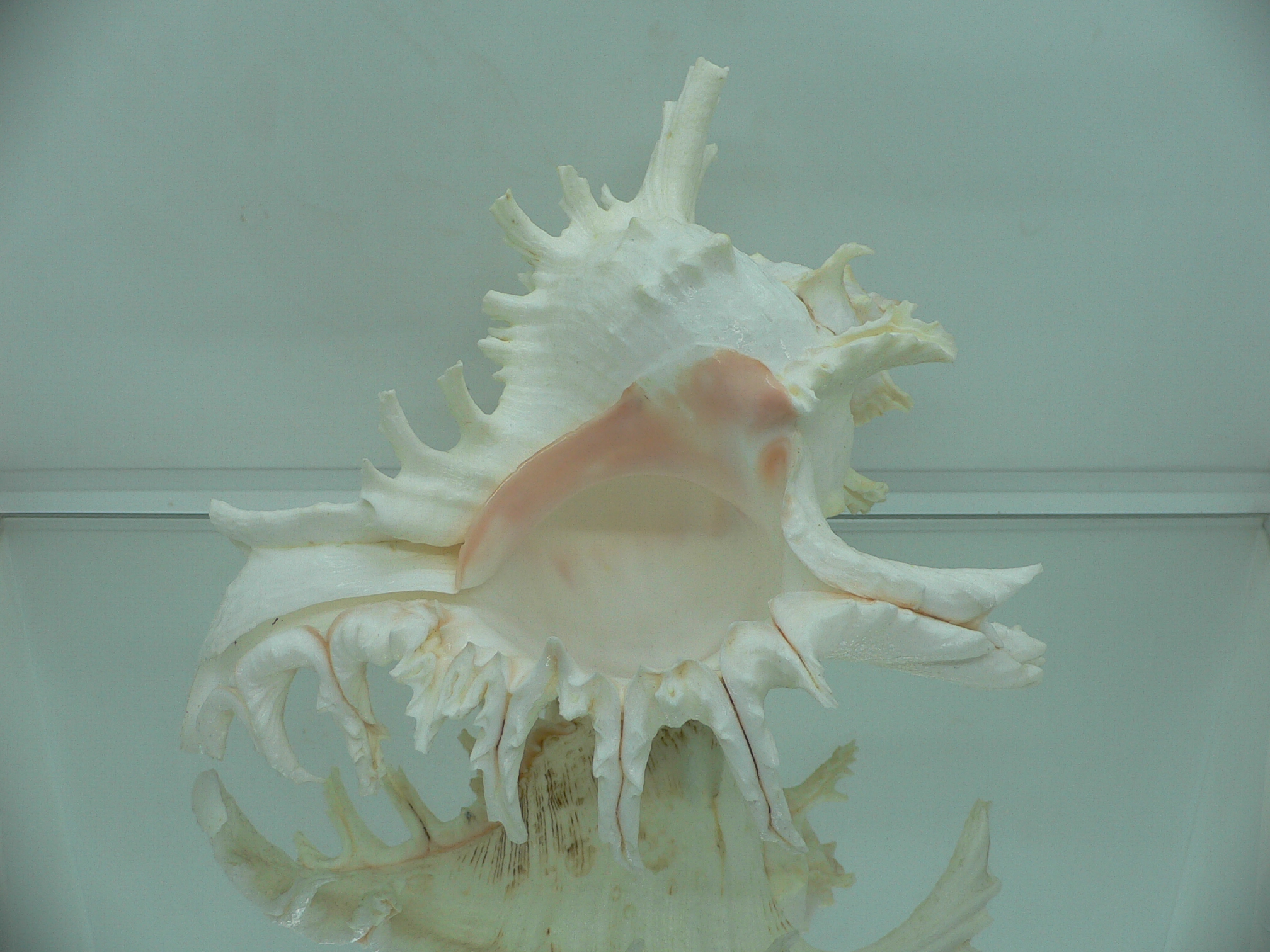 Chicoreus ramosus САМЕЦ & BEAUTIFUL