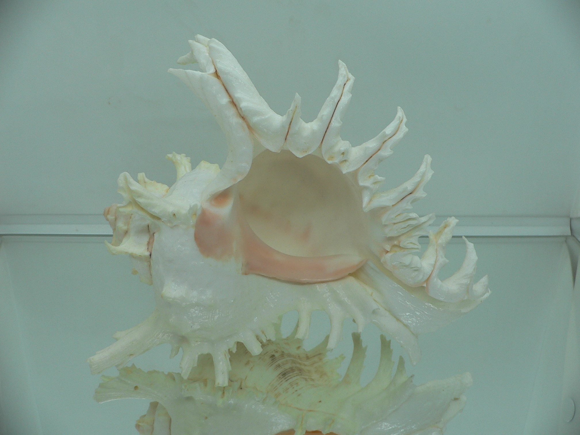 Chicoreus ramosus САМЕЦ & BEAUTIFUL
