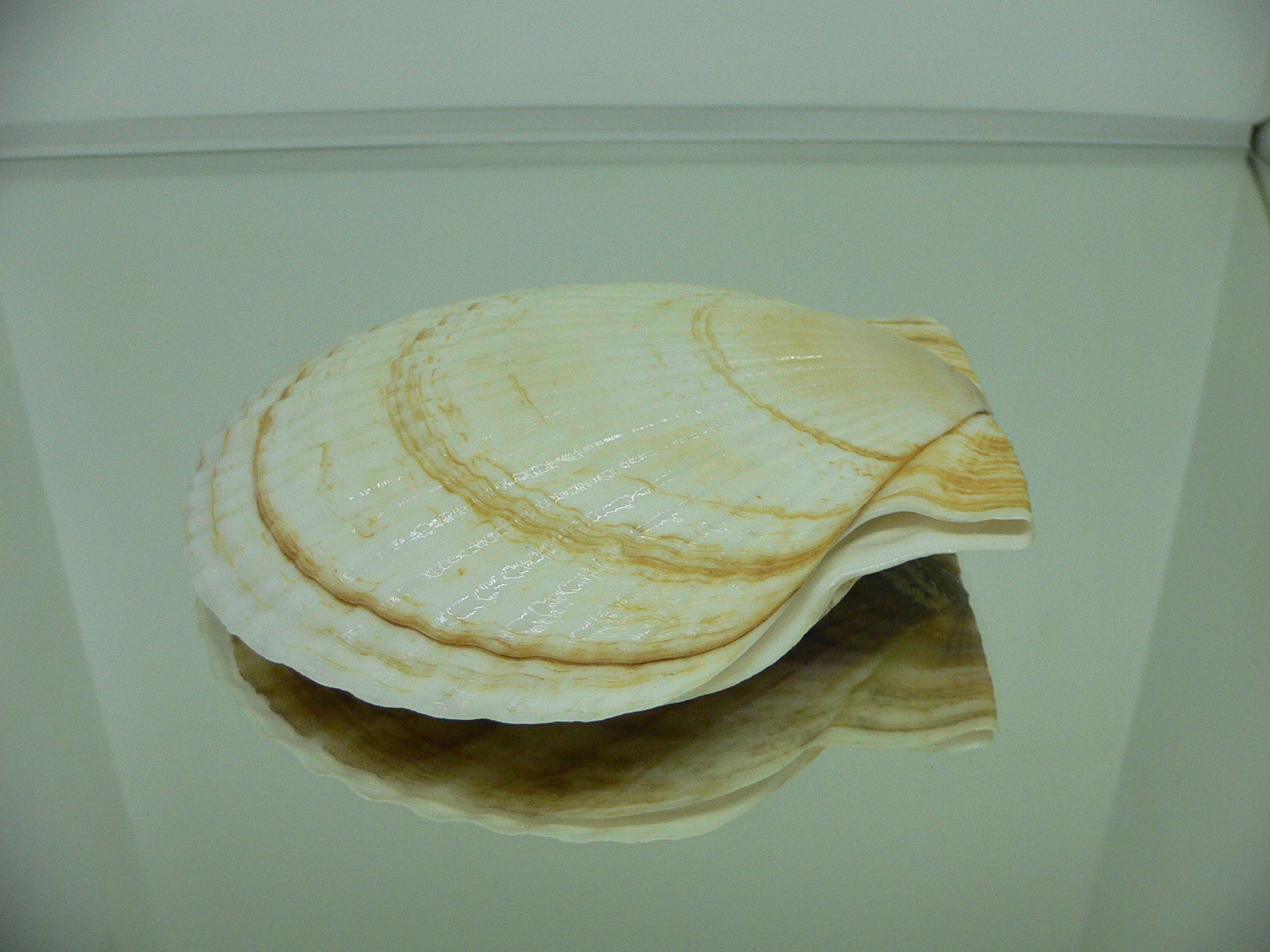 Patinopecten yessoensis BLOND