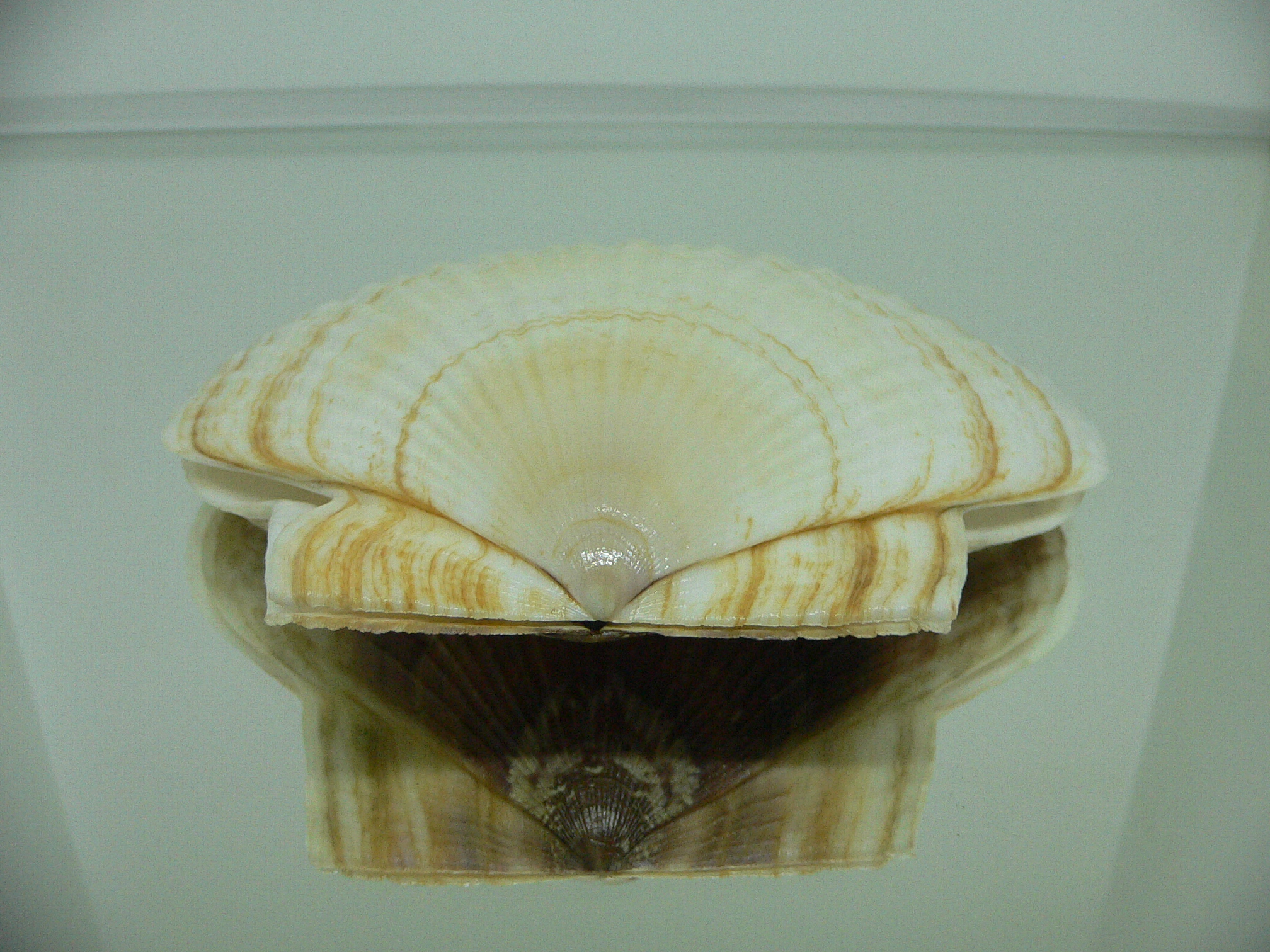 Patinopecten yessoensis BLOND