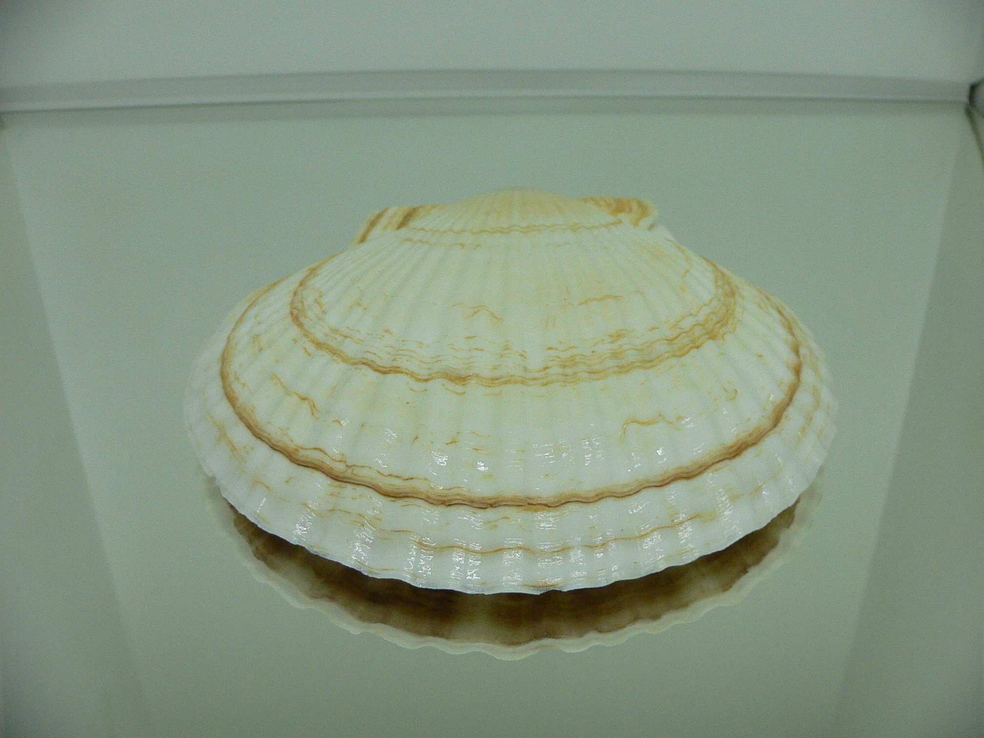 Patinopecten yessoensis BLOND